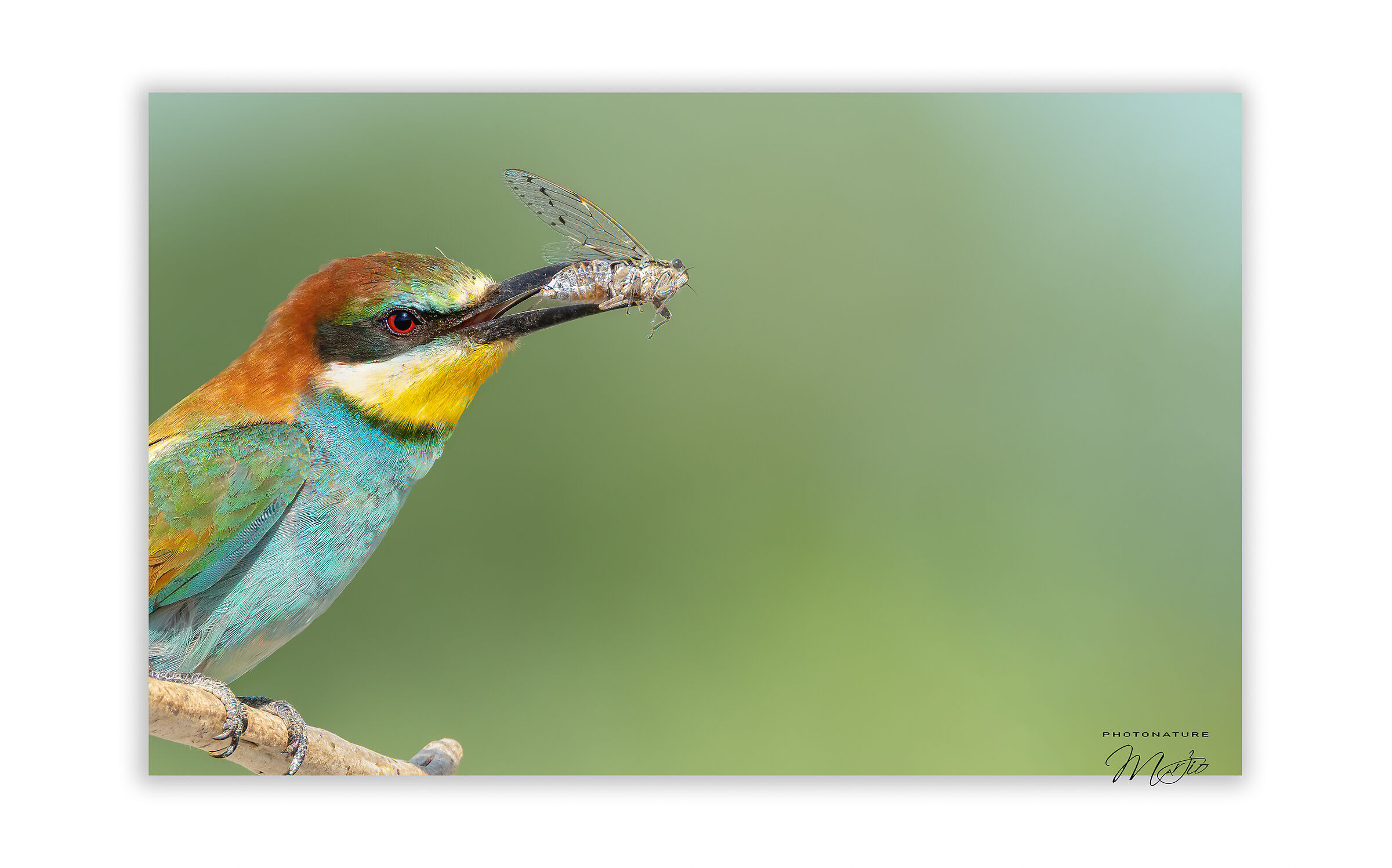 The bee-eater and the cicada