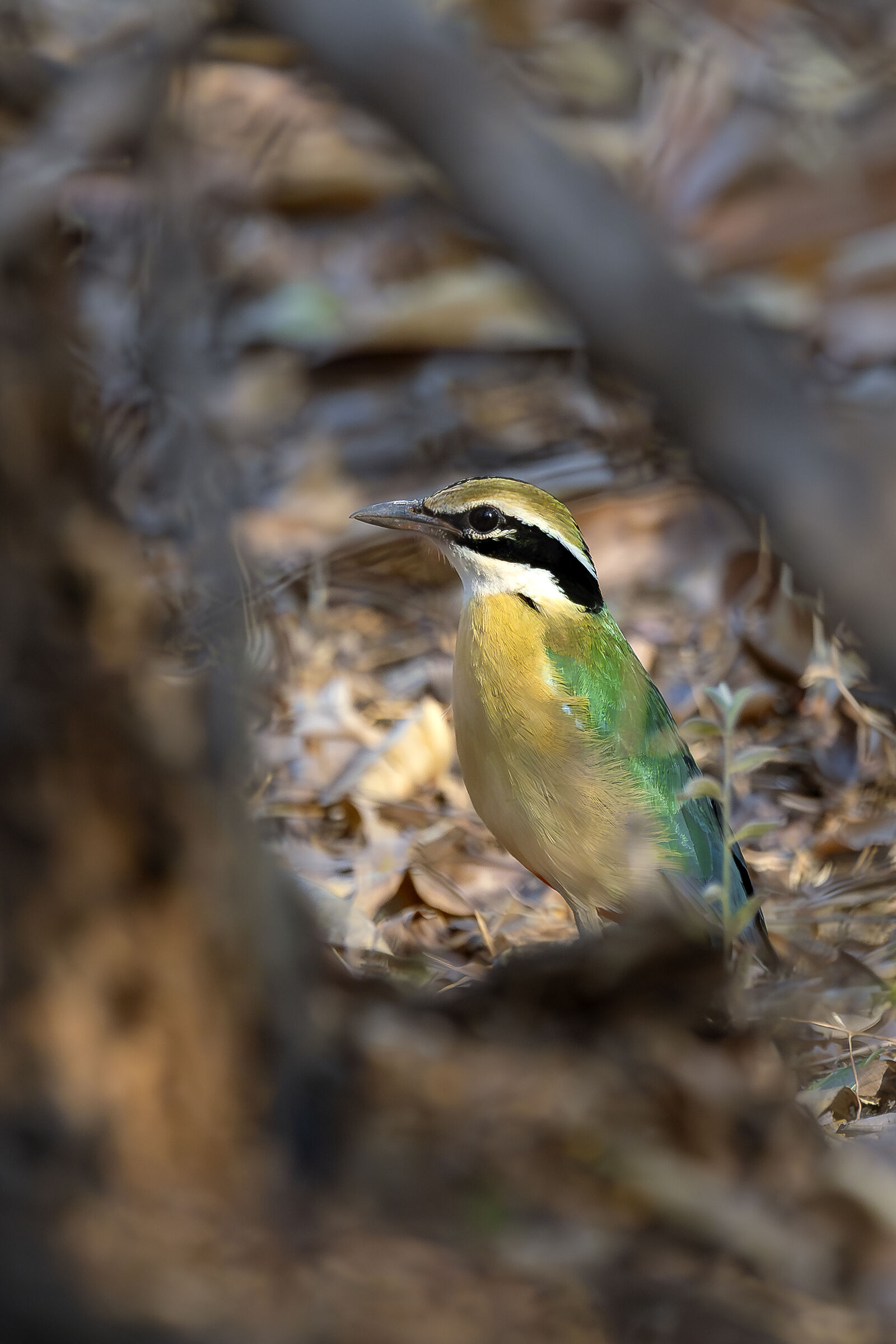 The Indian Pitta