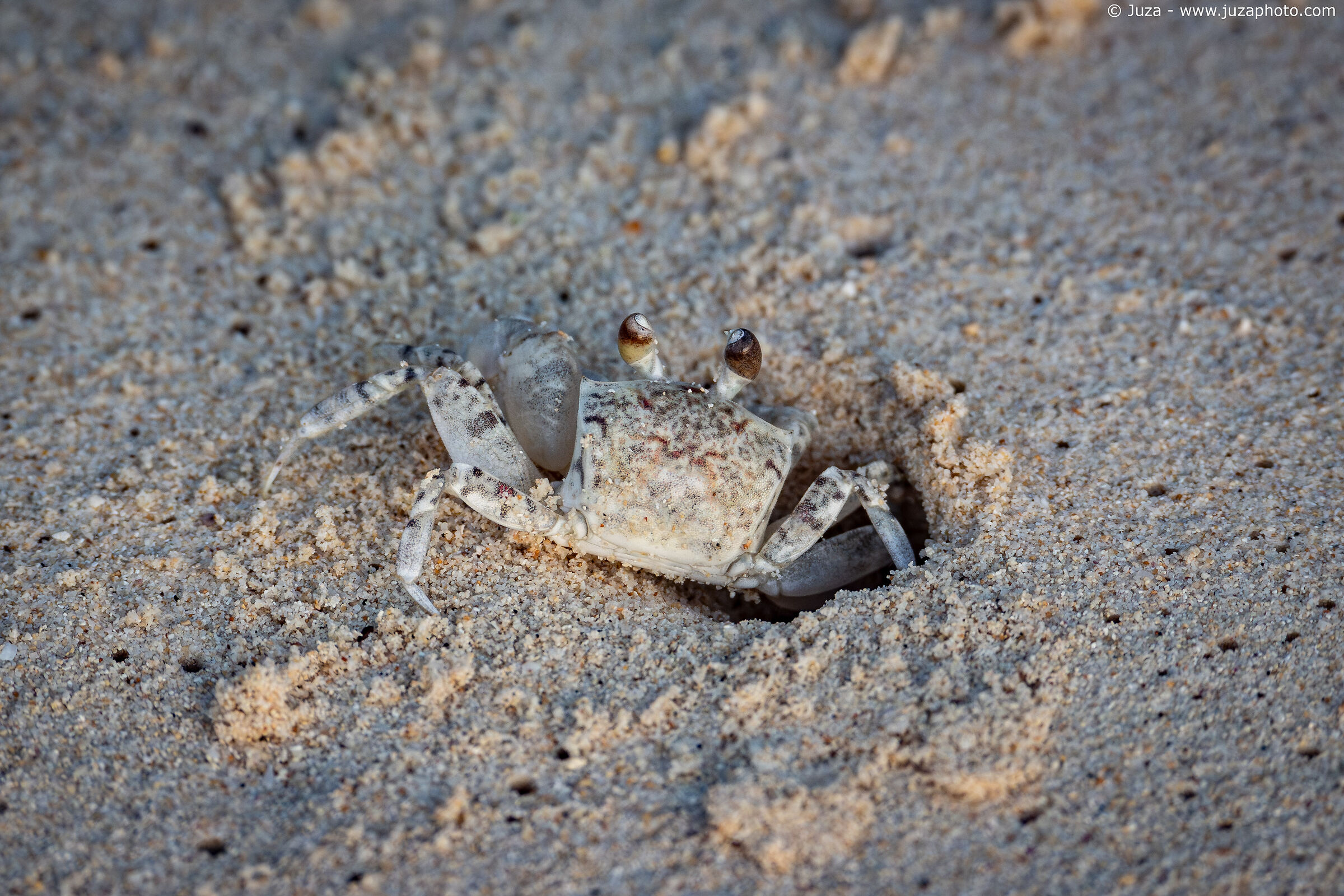Pallid Ghost Crab (Ocypode pallidula)