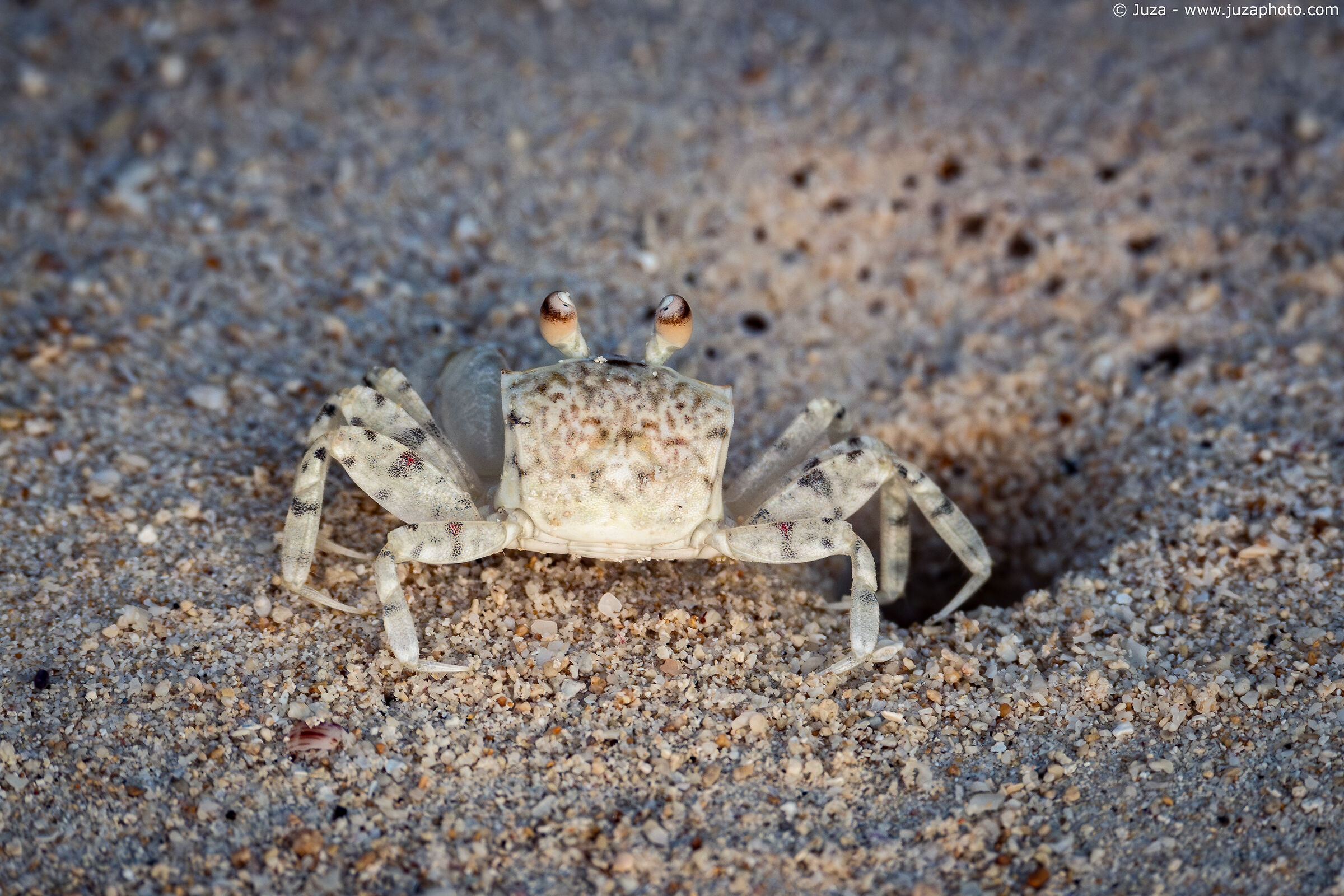 Pallid Ghost Crab (Ocypode pallidula)