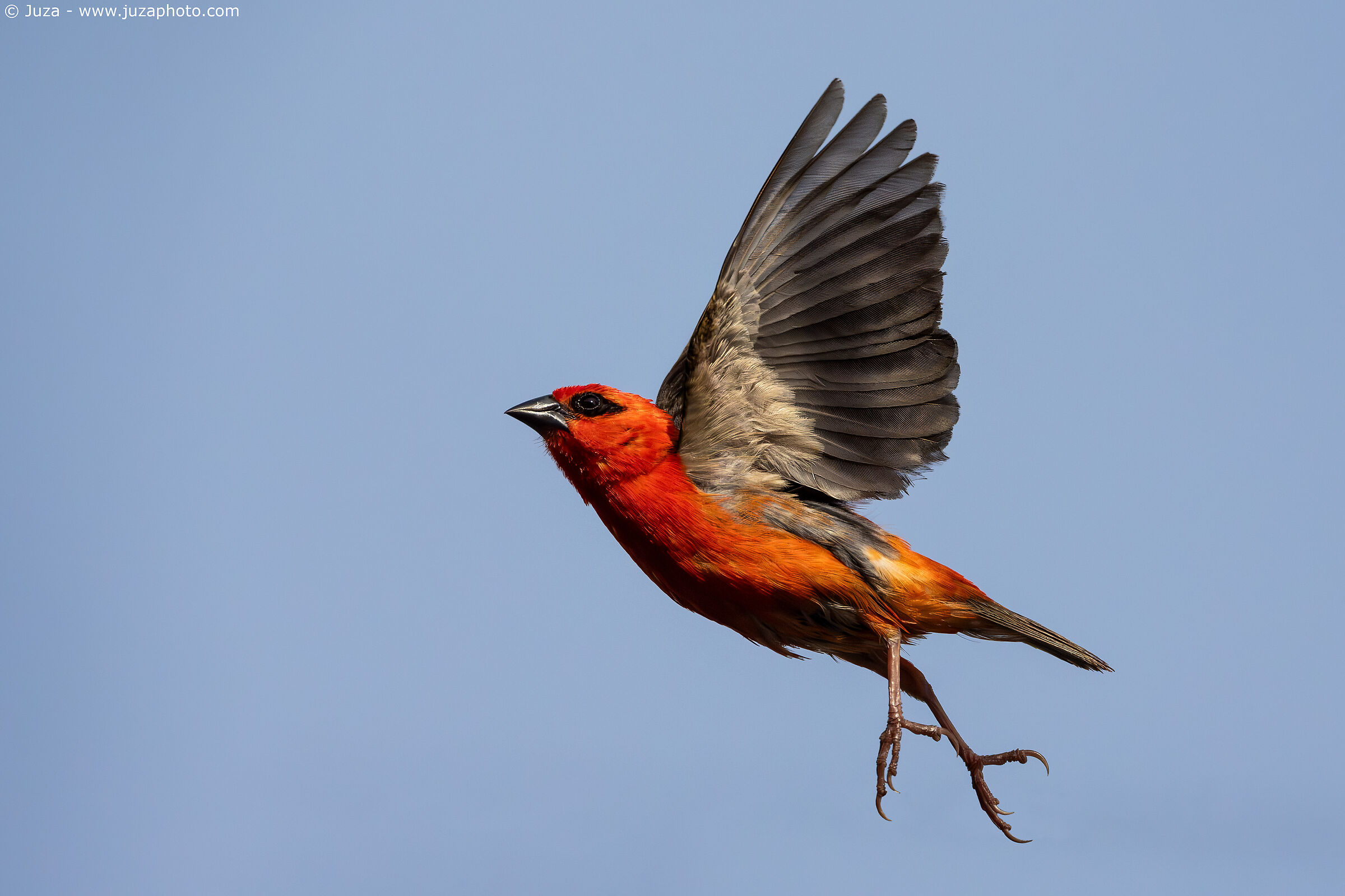Flaming Weaver (Foudia madagascariensis)