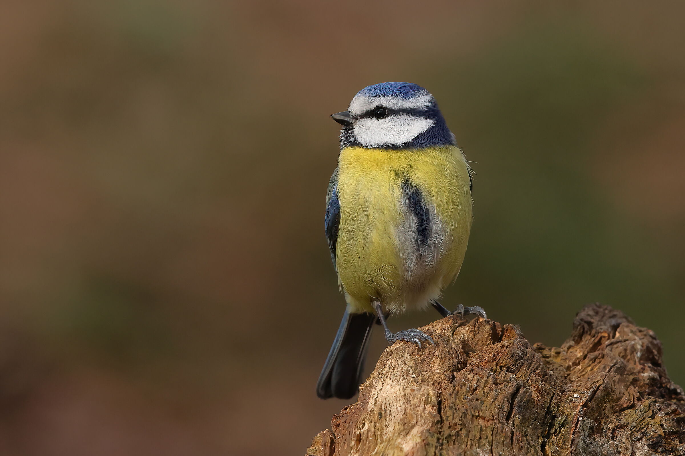 Beauty in the undergrowth