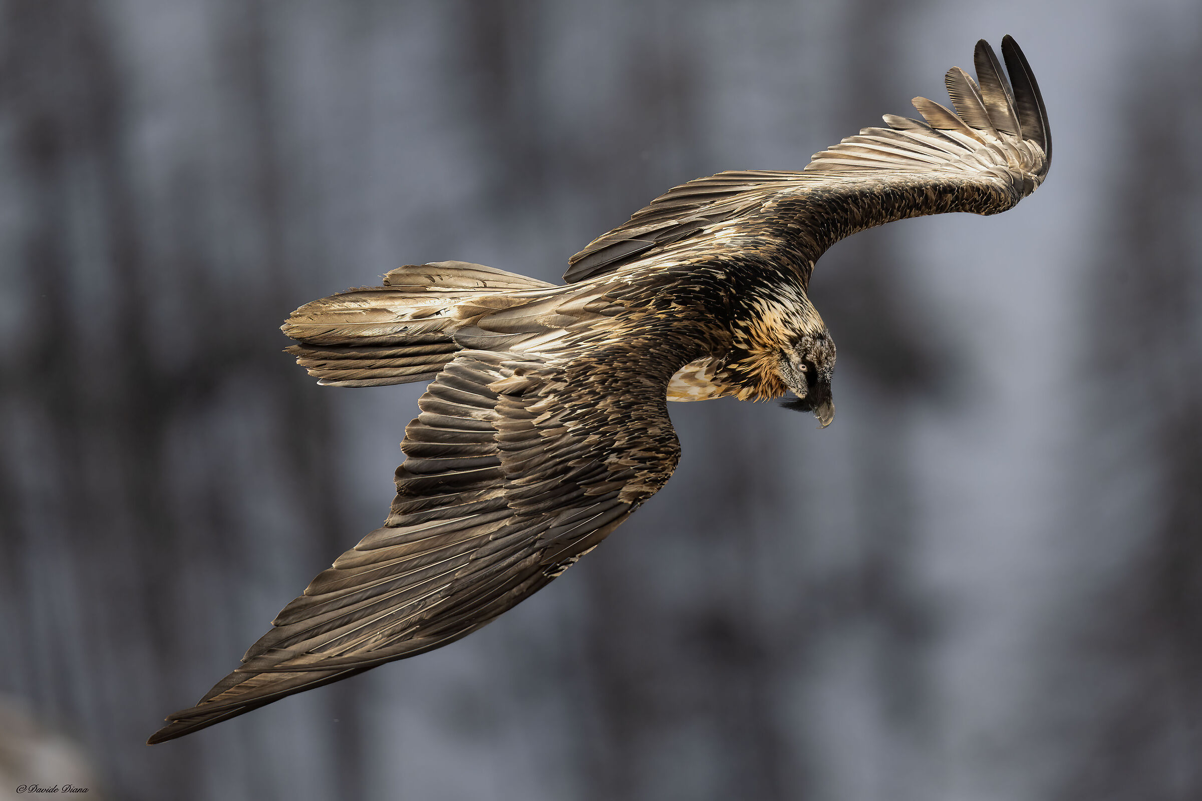 Gypaetus barbatus - Gran Paradiso National Park