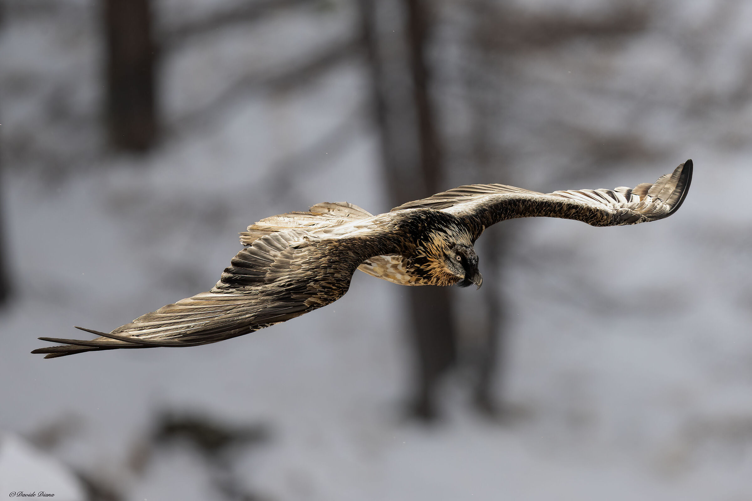 Gypaetus barbatus - Gran Paradiso National Park