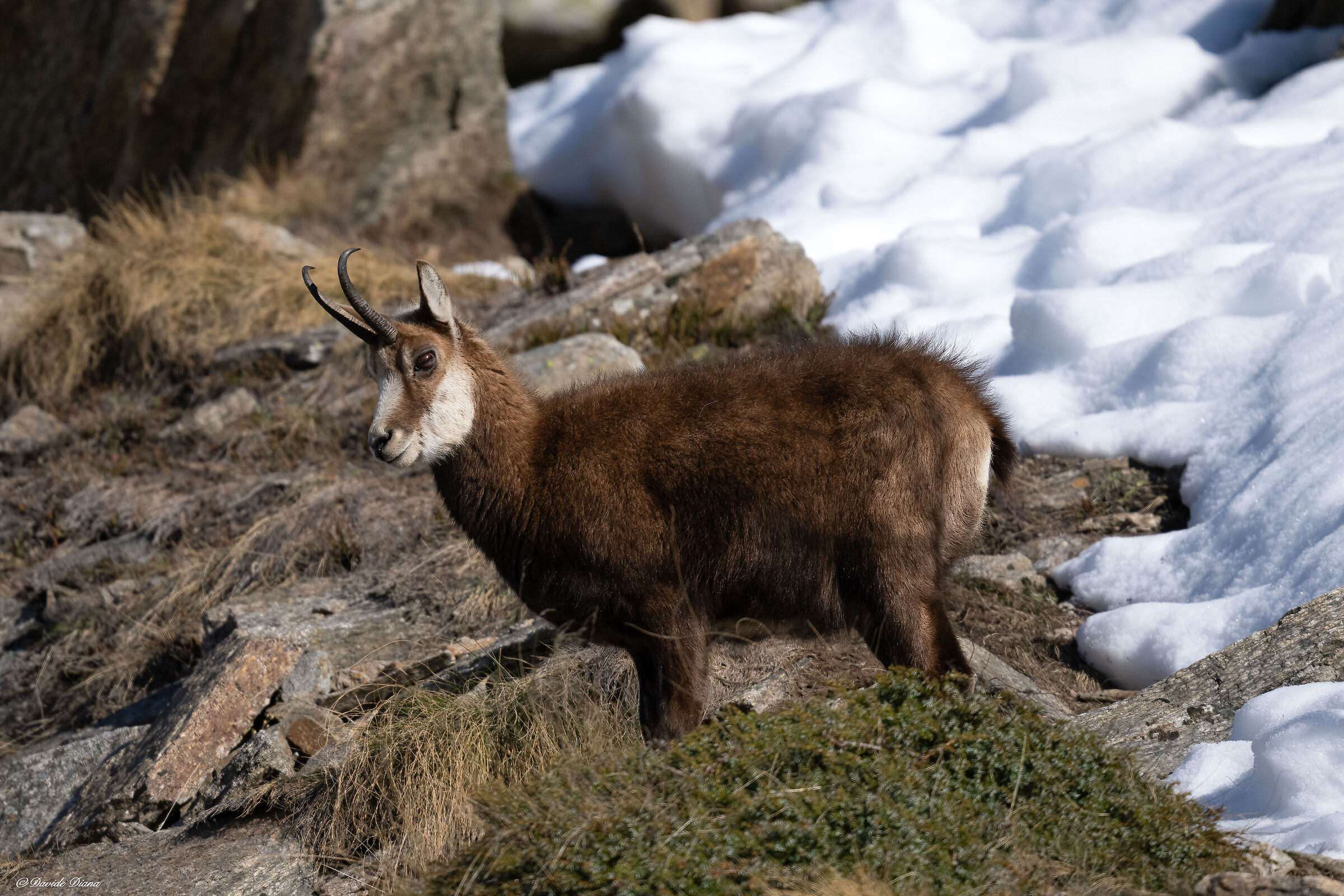 Chamois - Gran Paradiso National Park