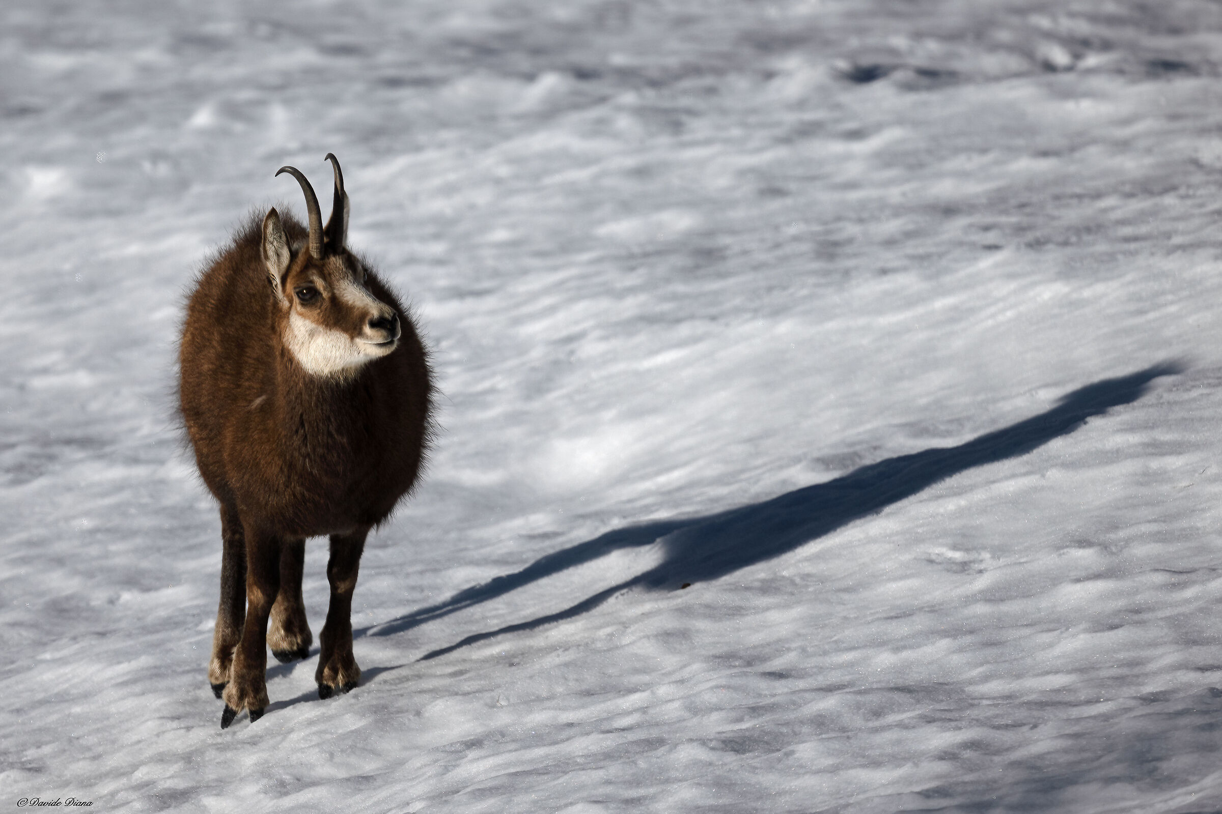Chamois - Gran Paradiso National Park