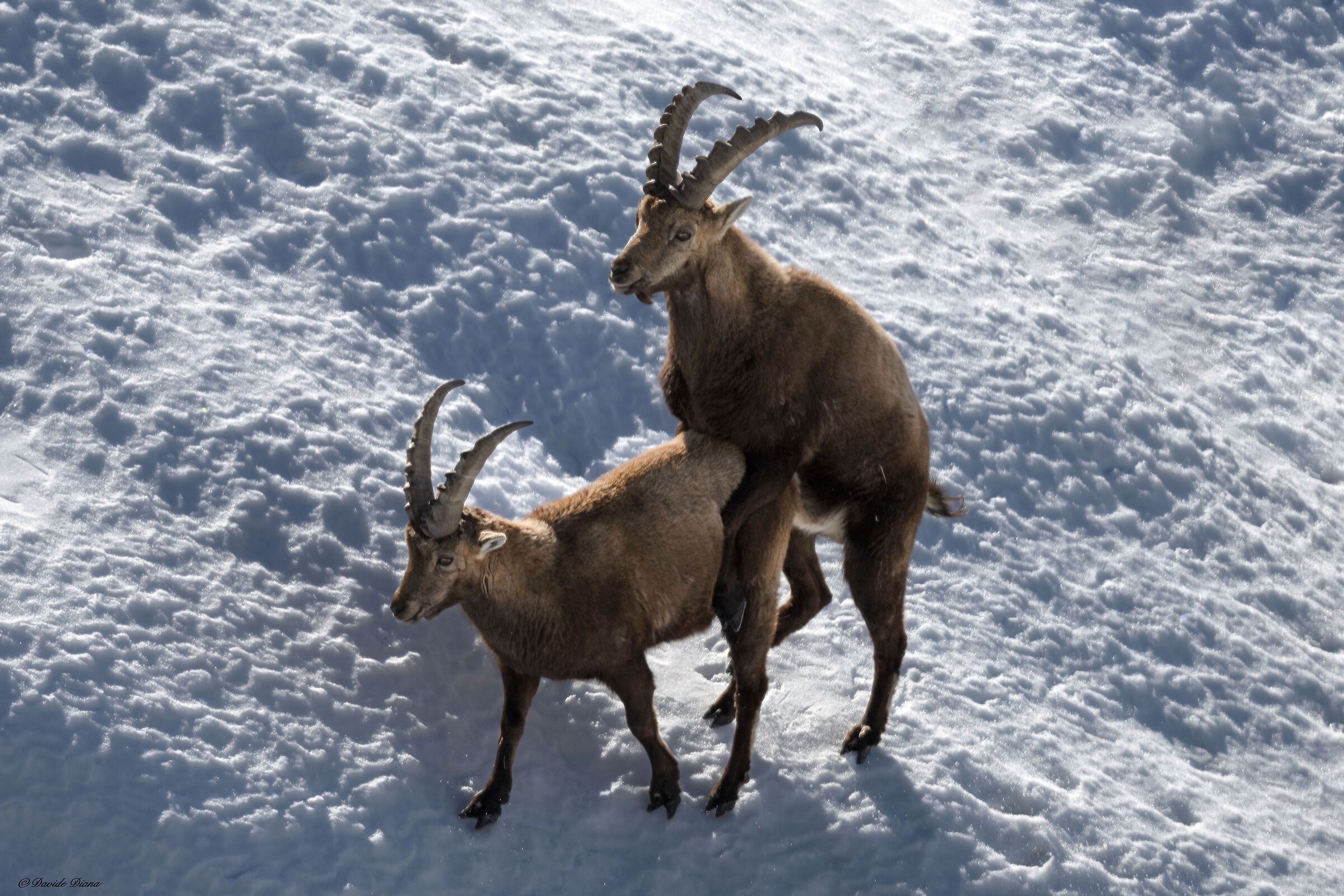 Ibex - Gran Paradiso National Park