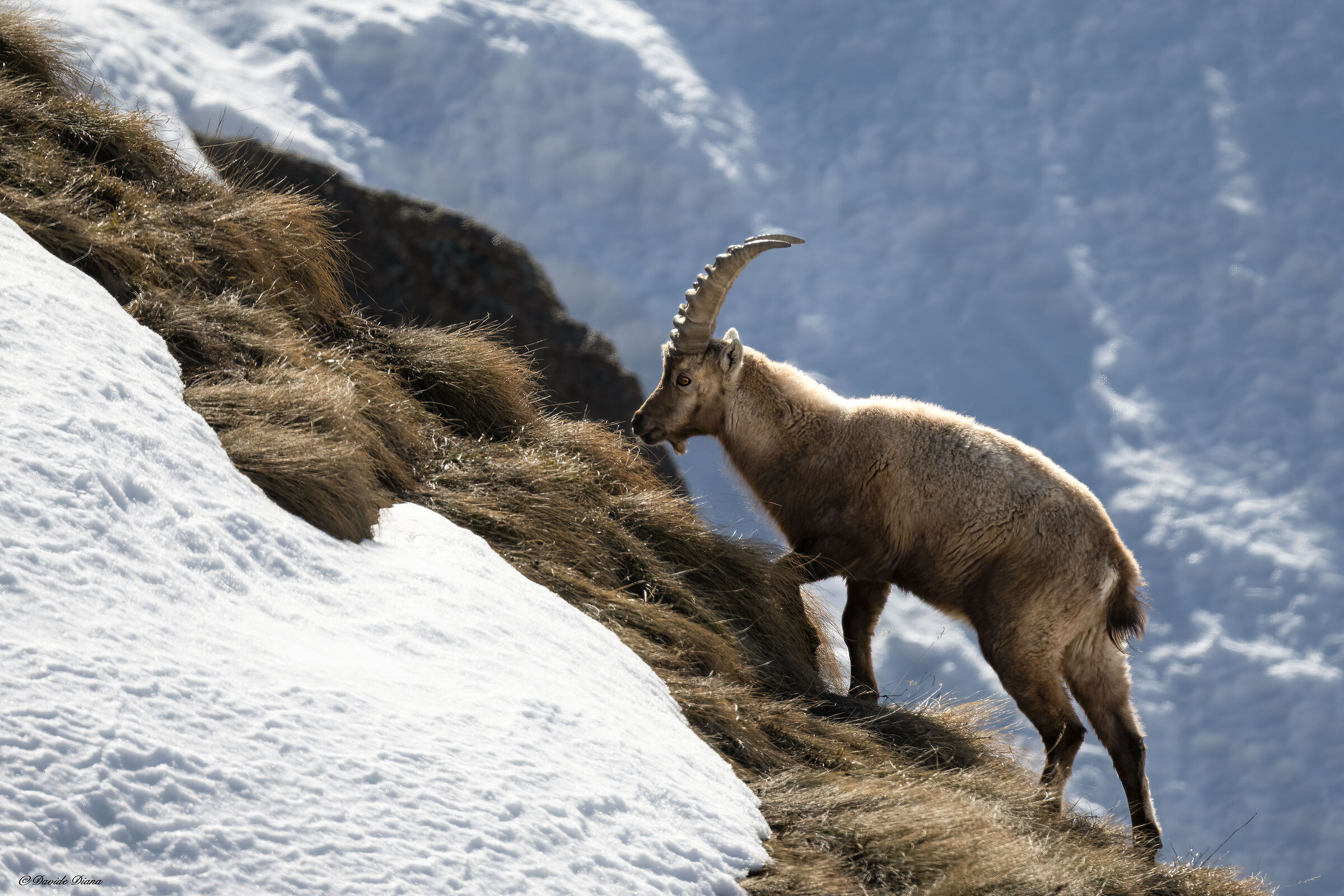 Ibex - Gran Paradiso National Park
