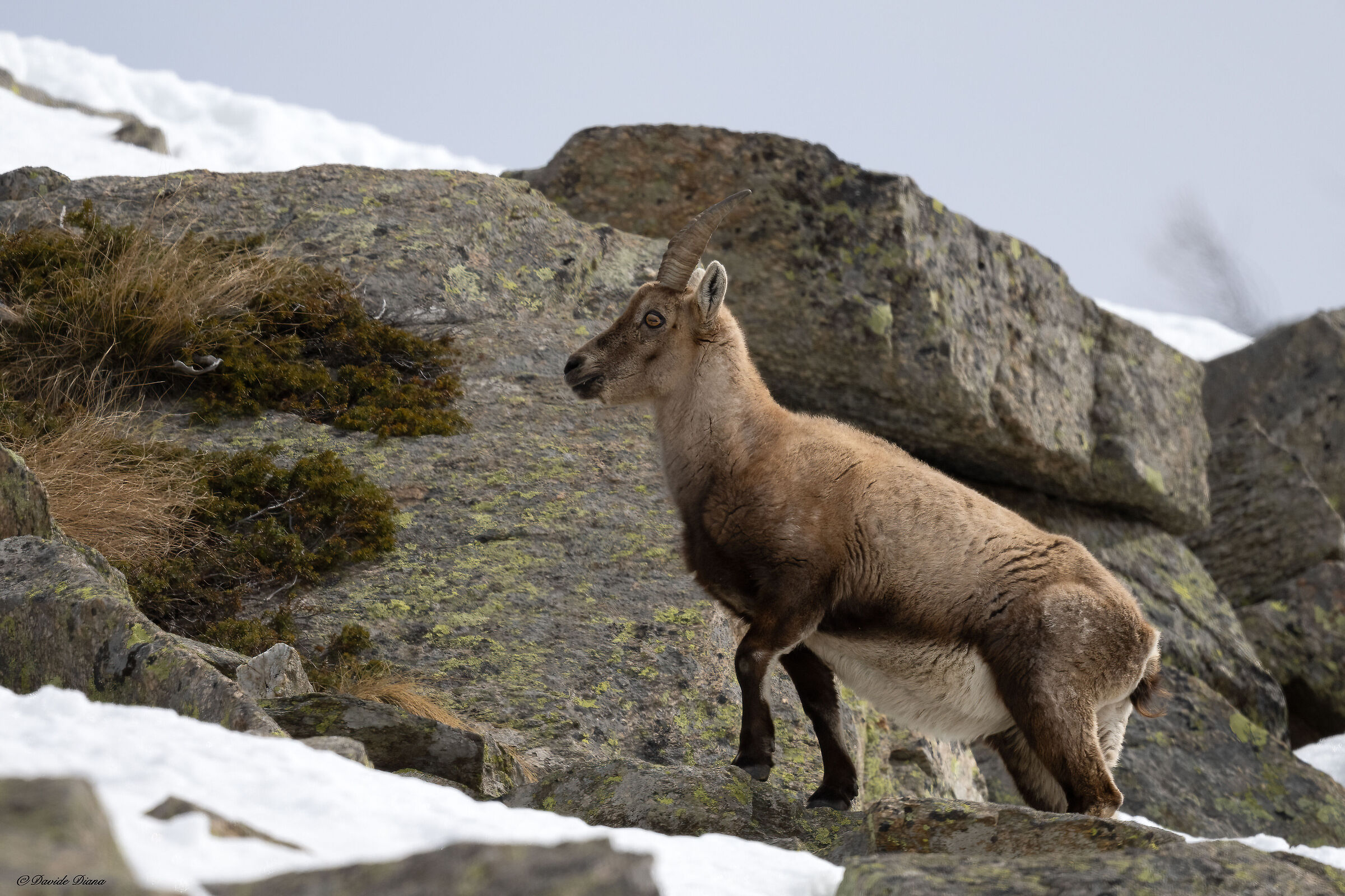 Ibex - Gran Paradiso National Park