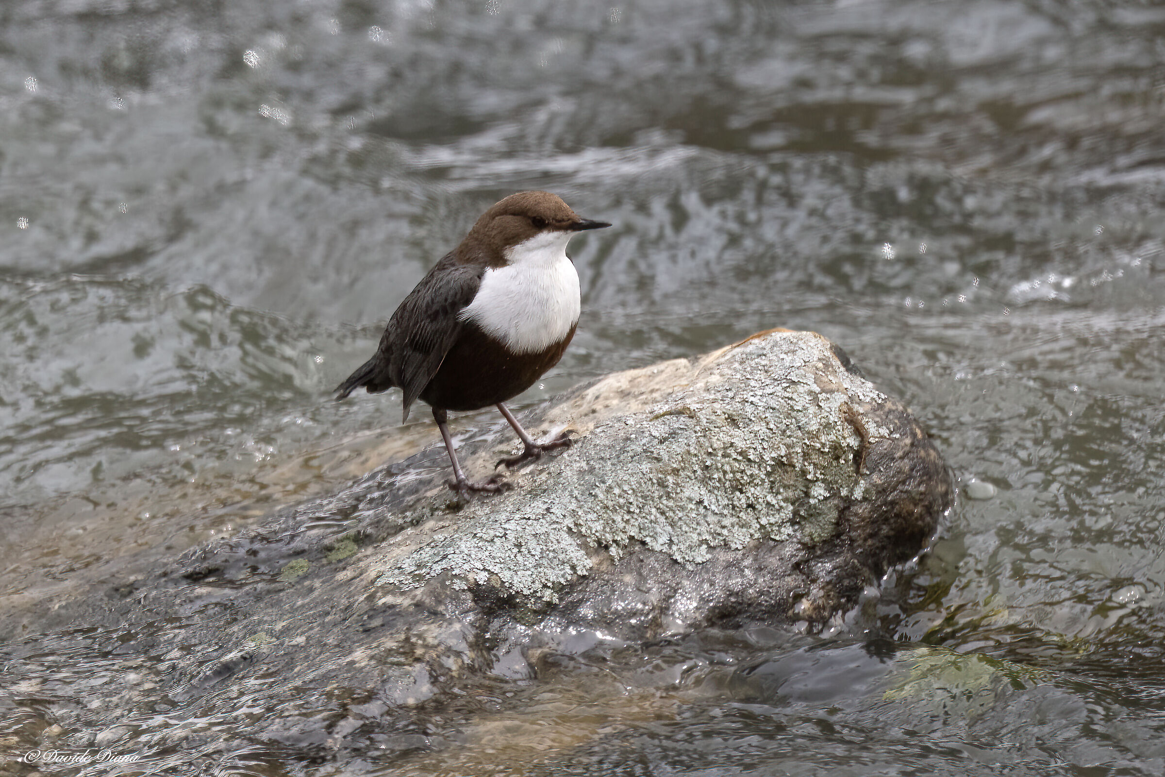 Dipper - Gran Paradiso National Park
