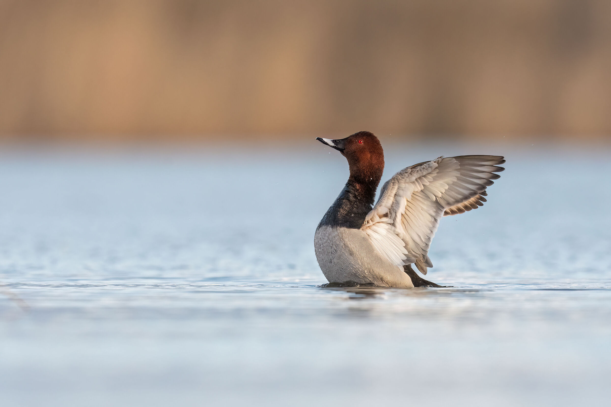 Male Pochard