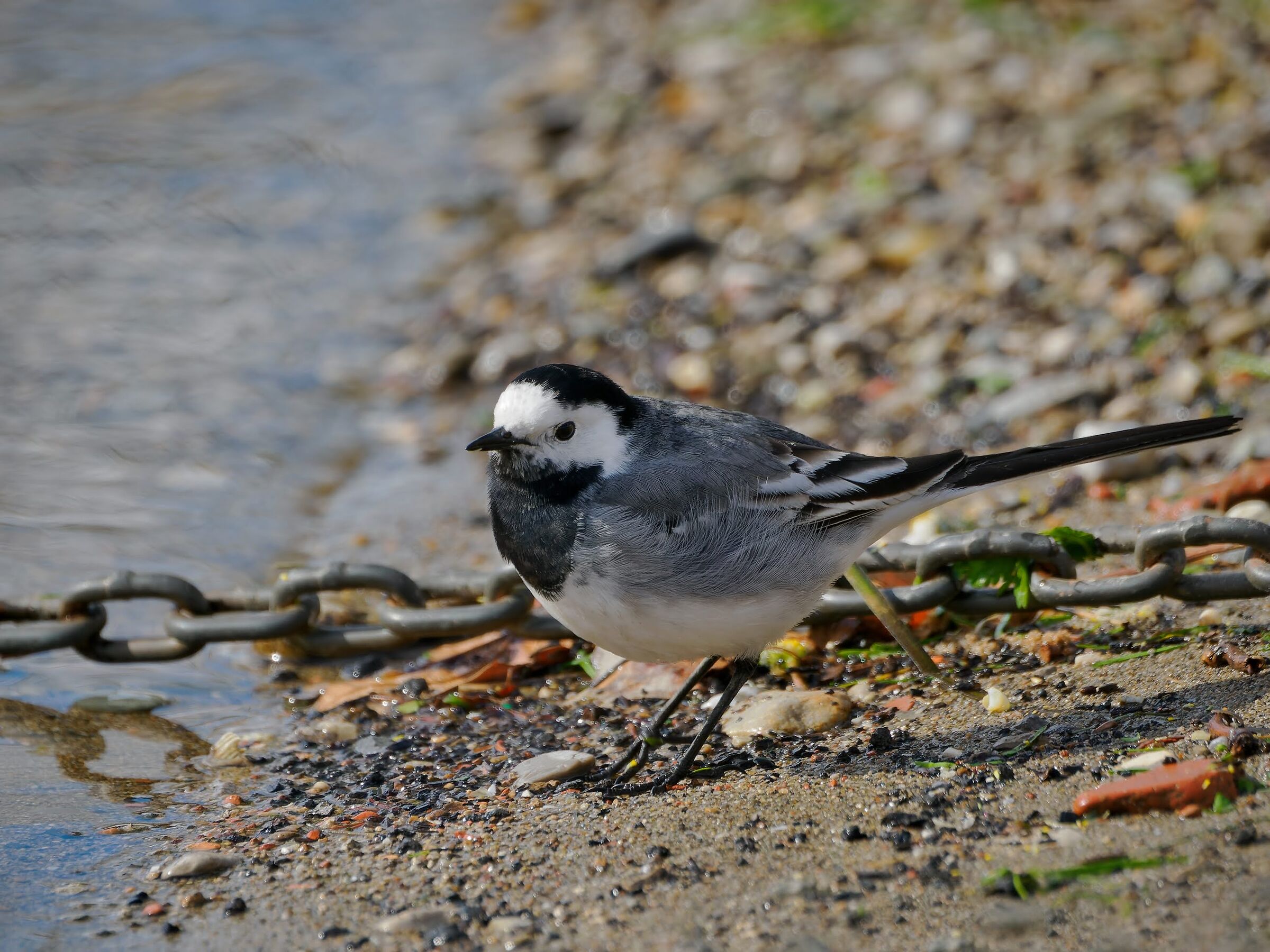 White wagtail