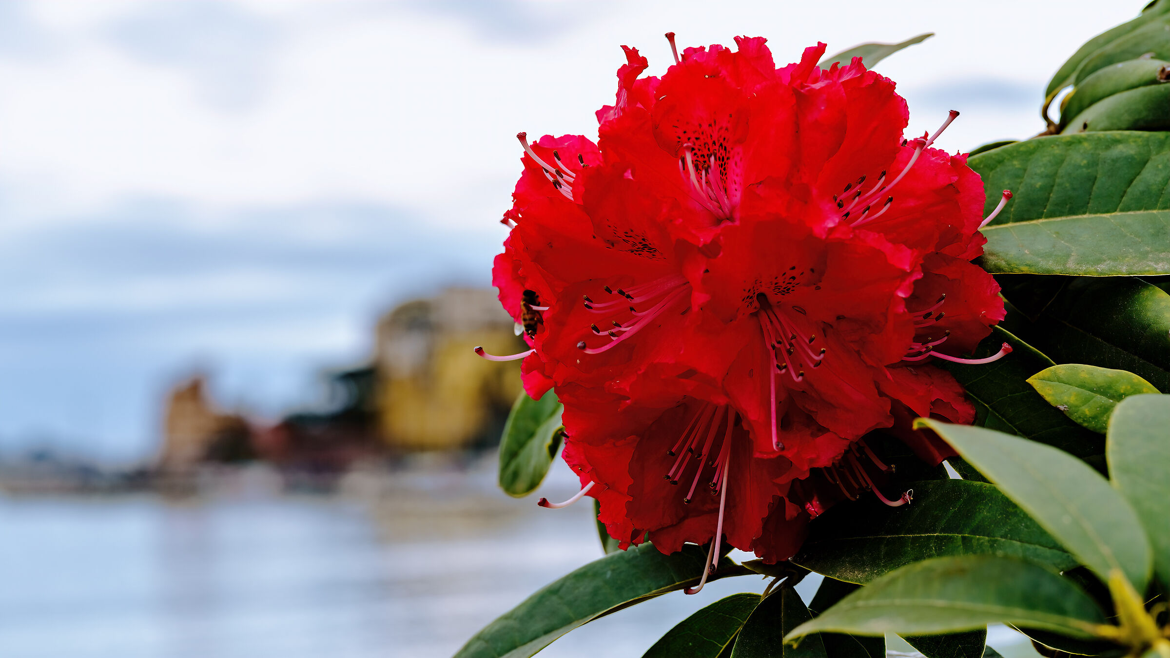 Rhododendron portrait set