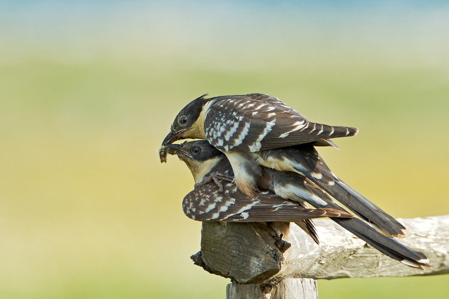 crested cuckoo coupling