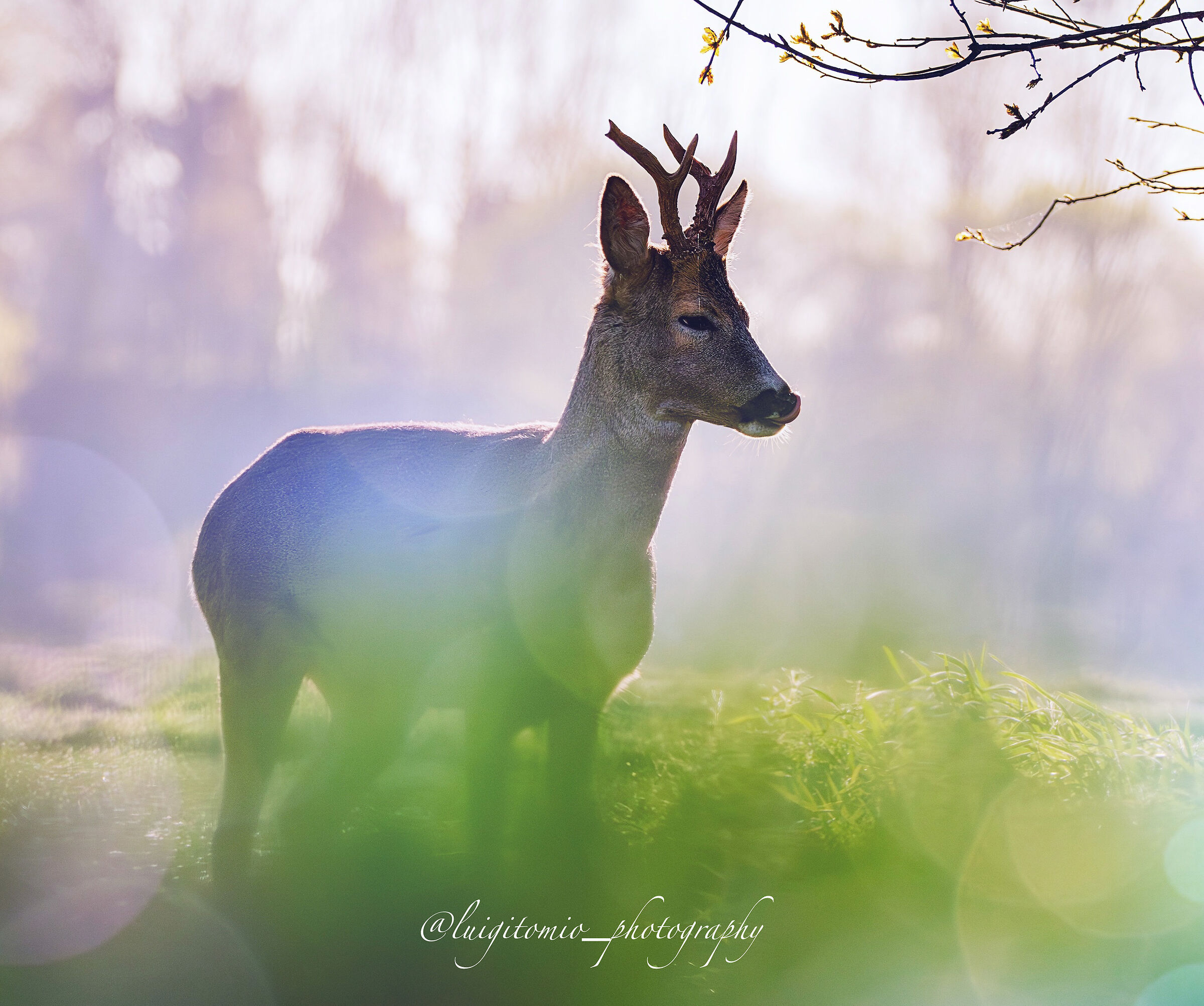 Spring