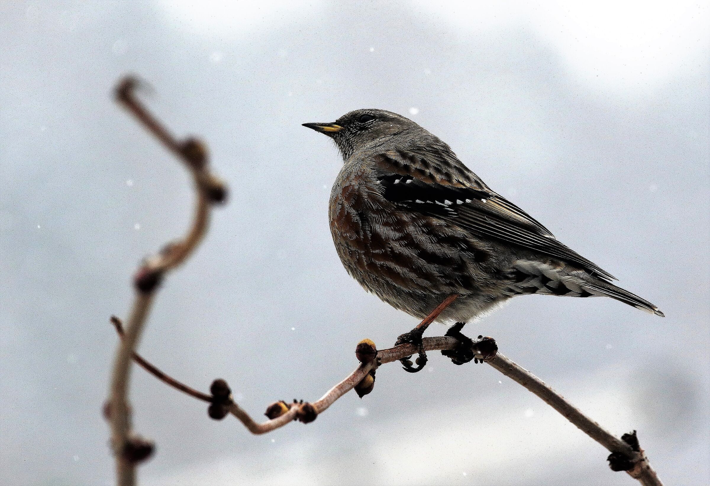 Sordone - Prunella collaris