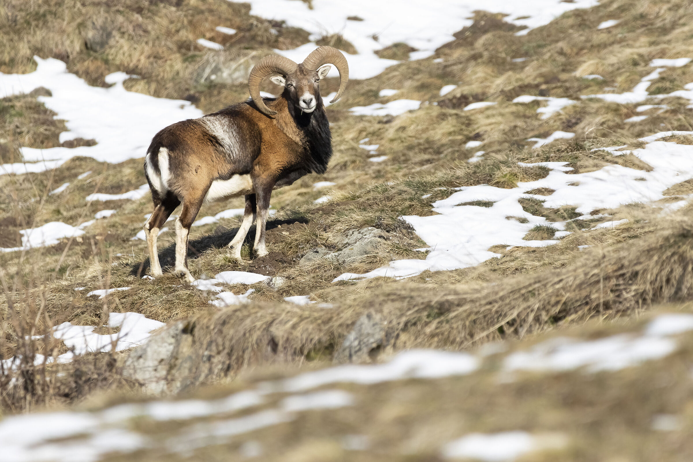 Mouflon