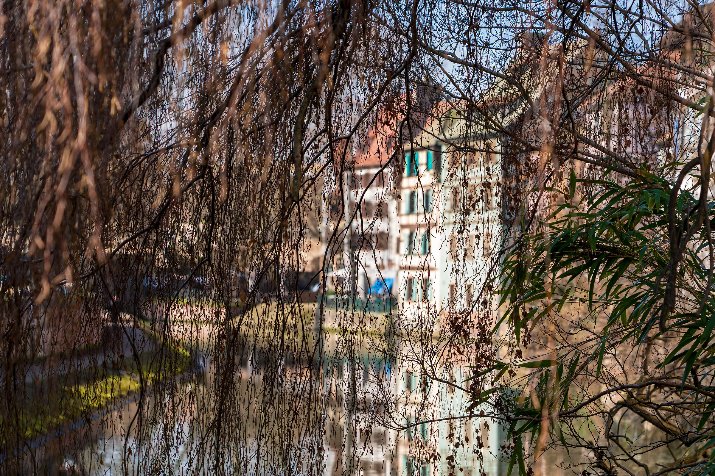Strasbourg behind the branches