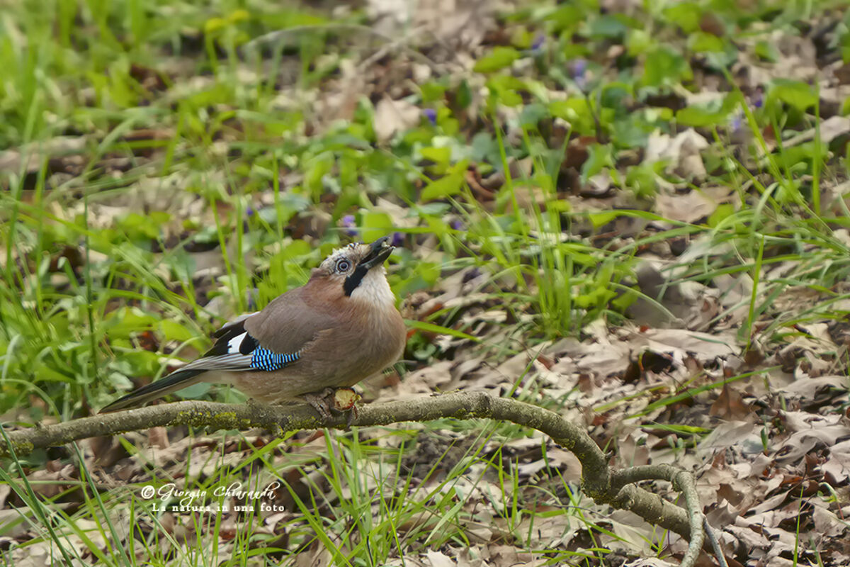 Ghiandaia (Garrulus glandarius)