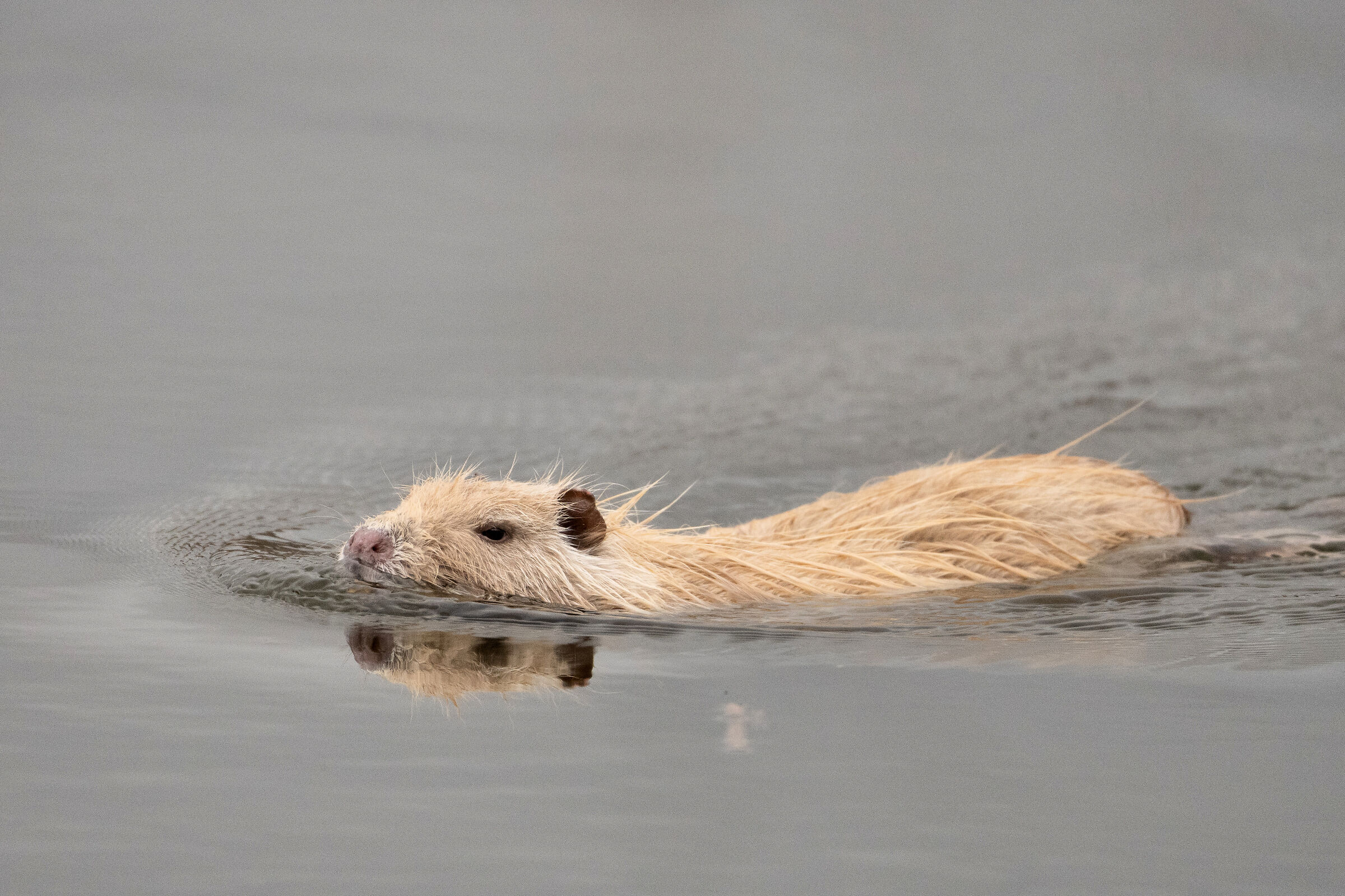 A rare specimen of Nutria albina