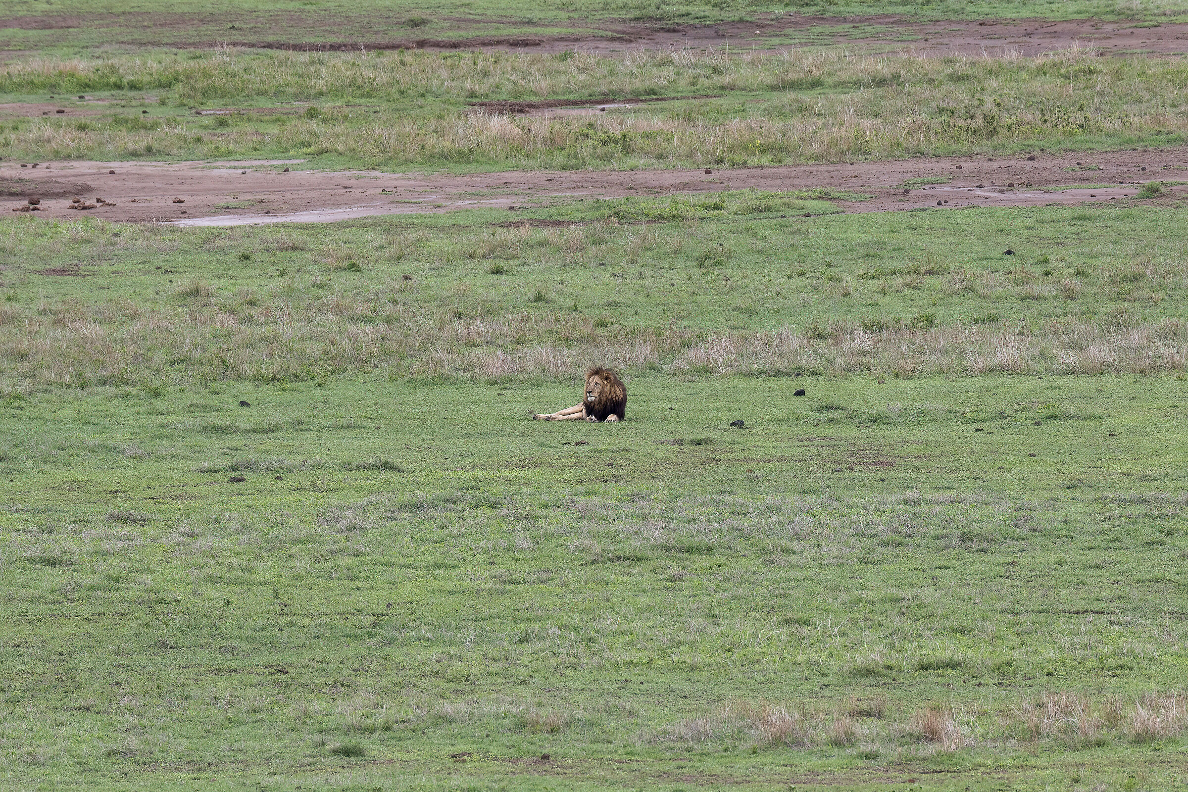 The King, Ngorongoro Conservation Area