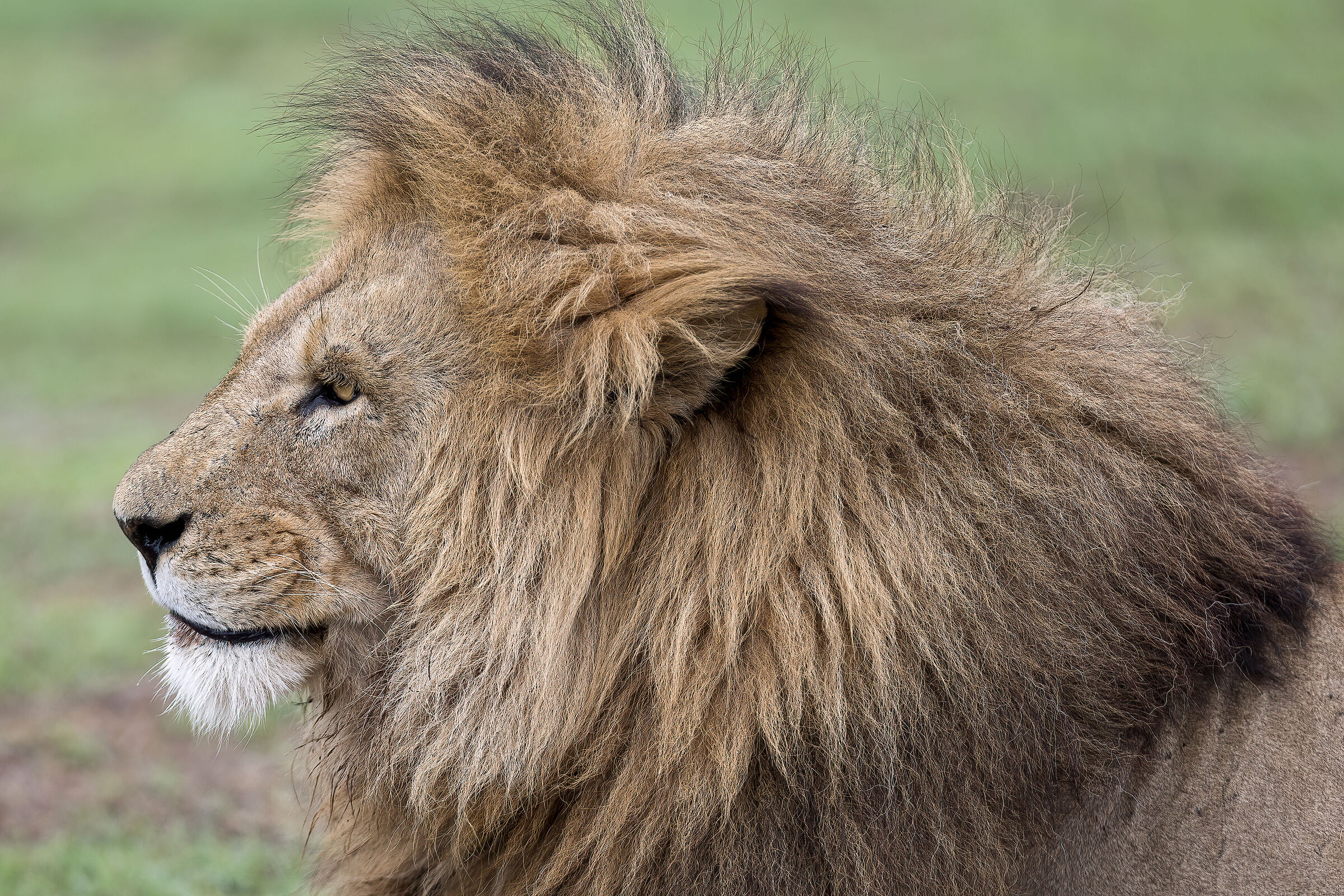The King, Ngorongoro Conservation Area