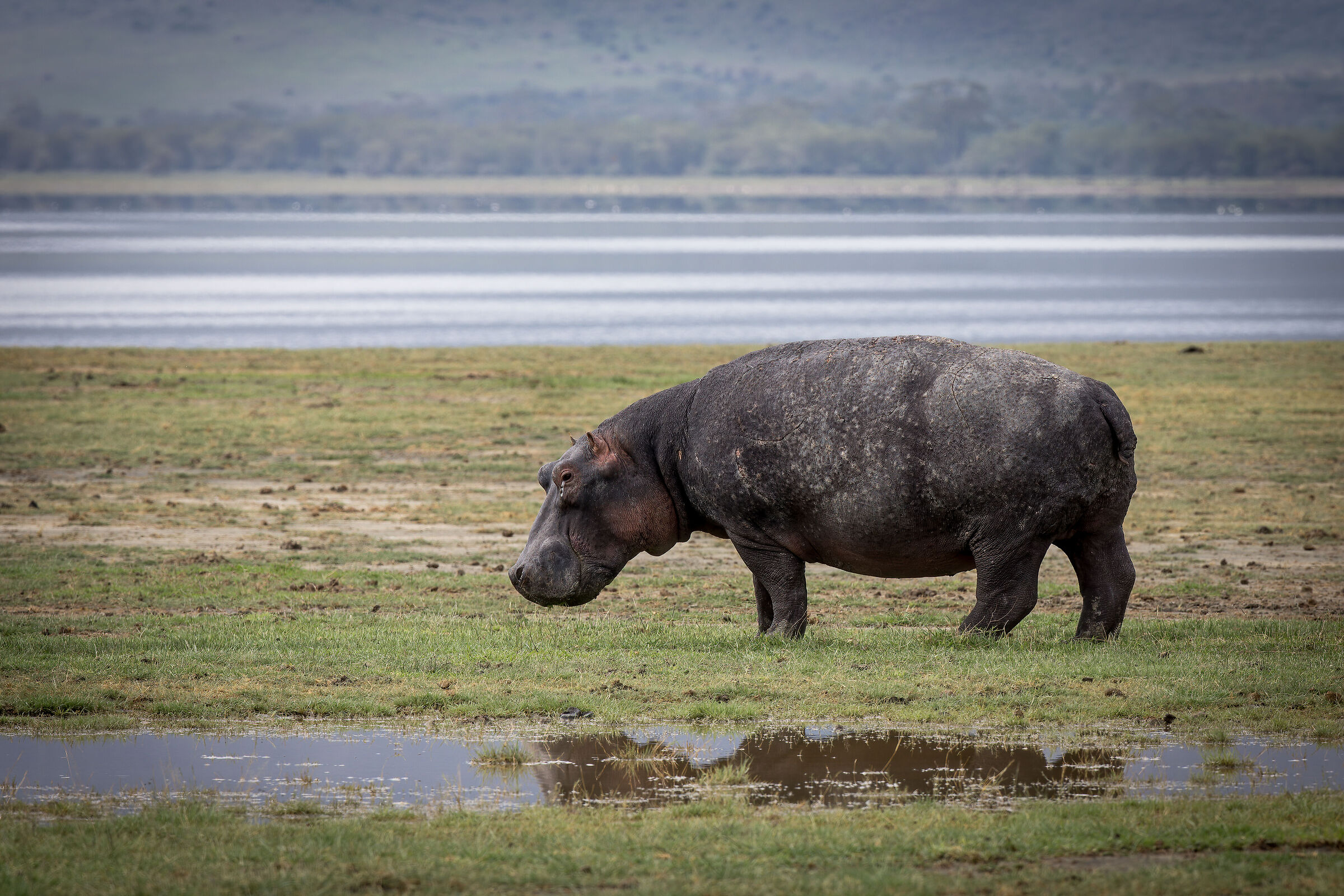 Hippopotamus, Ngorongoro Conservation Area