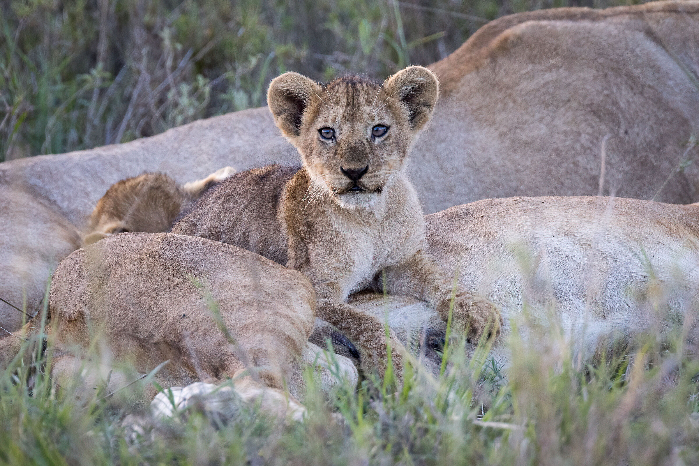 Little Lion, Ngorongoro Conservation Area