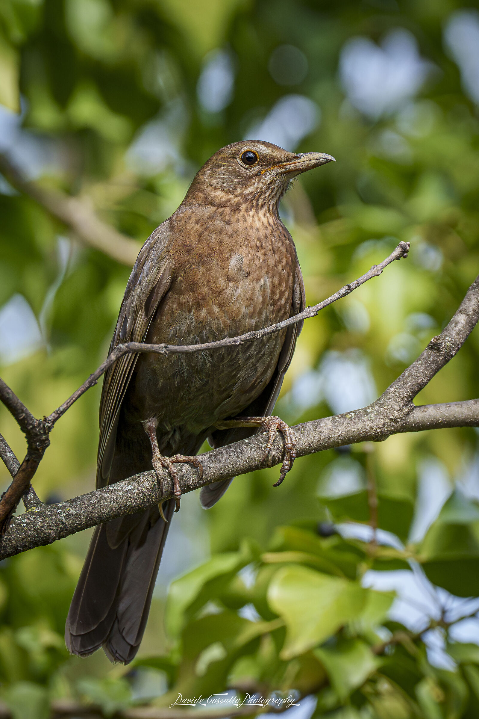 Merla - Turdus merula