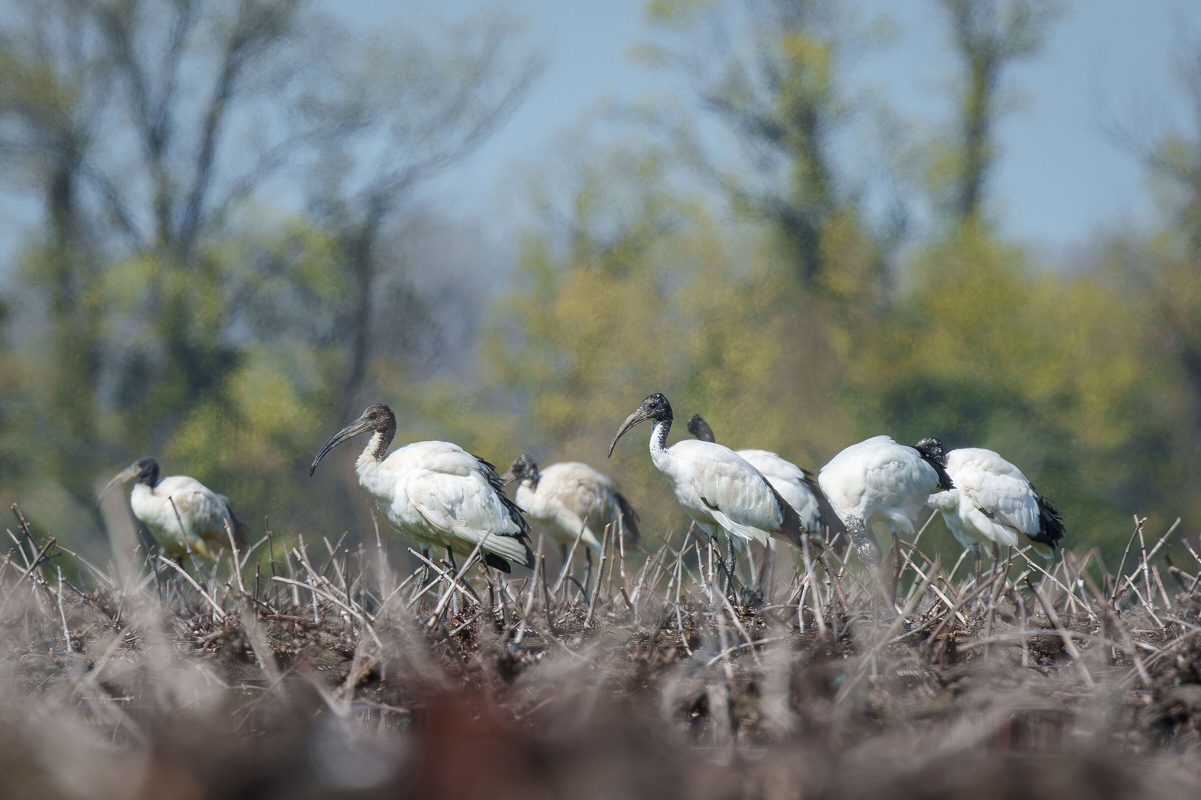 Ibis sacro tra i filari