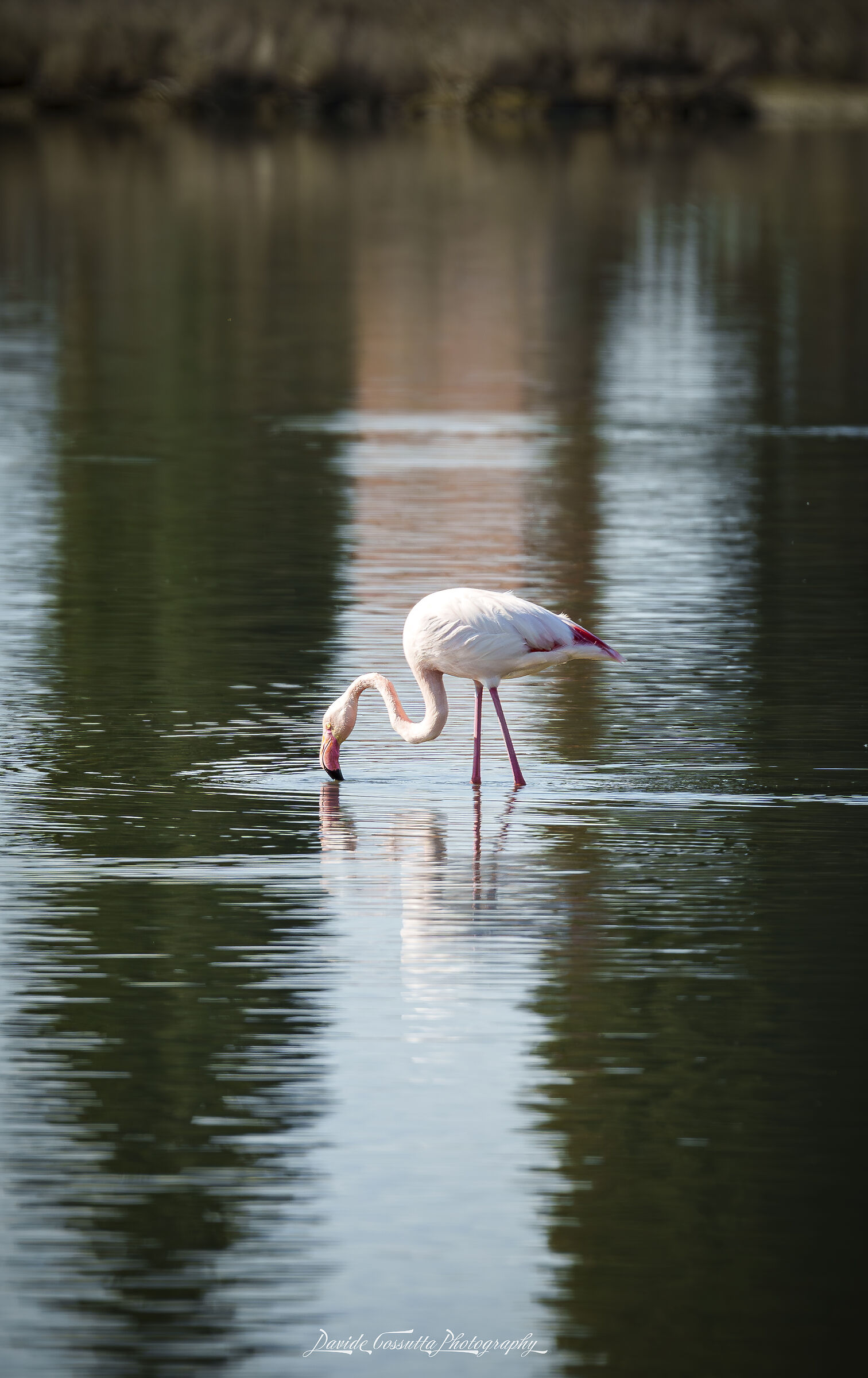 Fenicottero rosa in Valle Cavanata