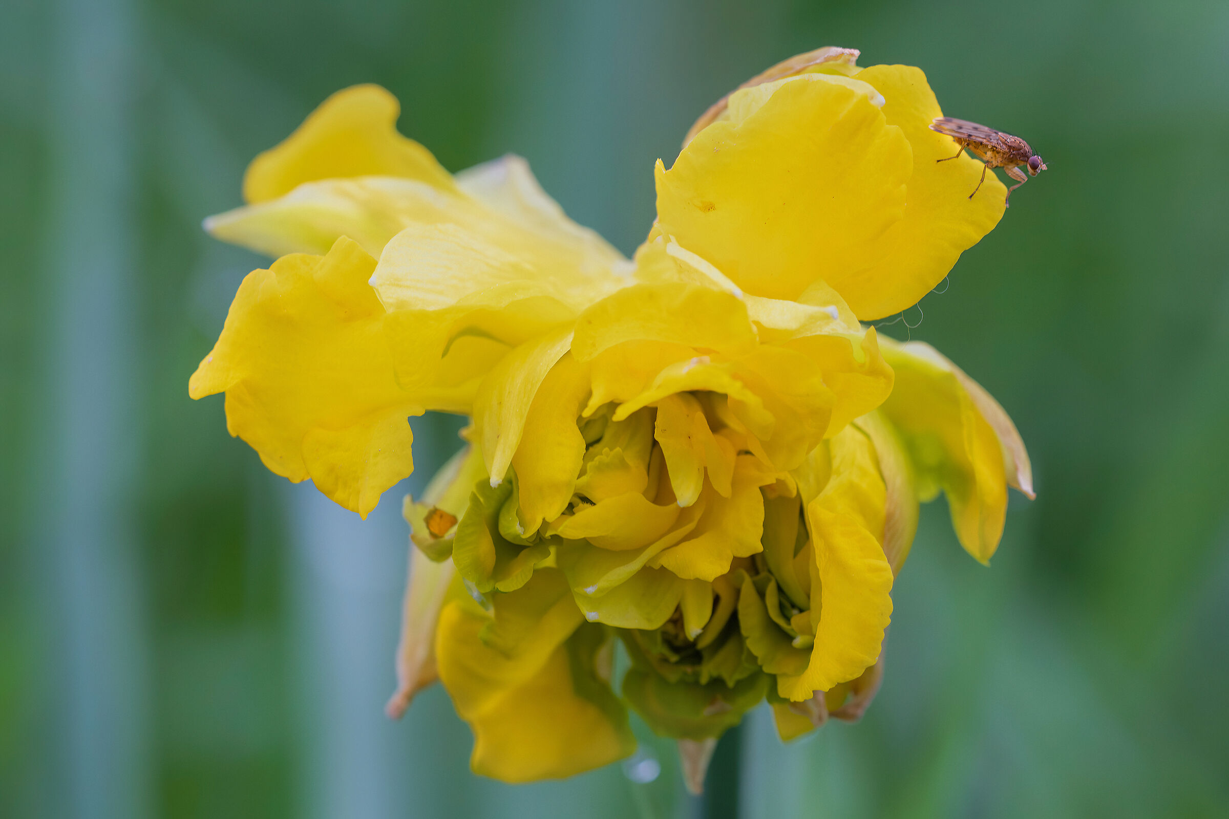 The daffodil and the fly