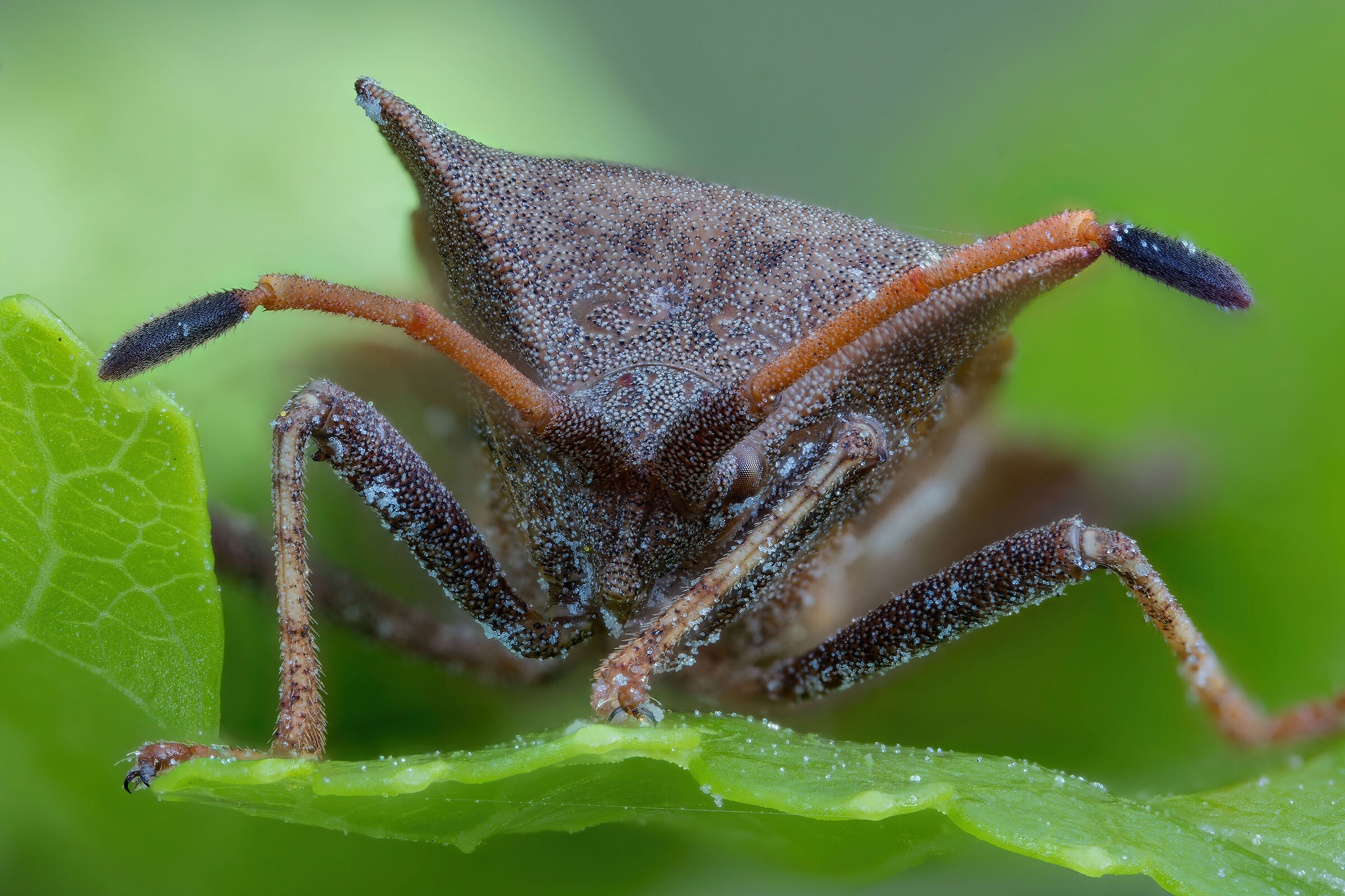 Coreus marginatus in superhero pussy position