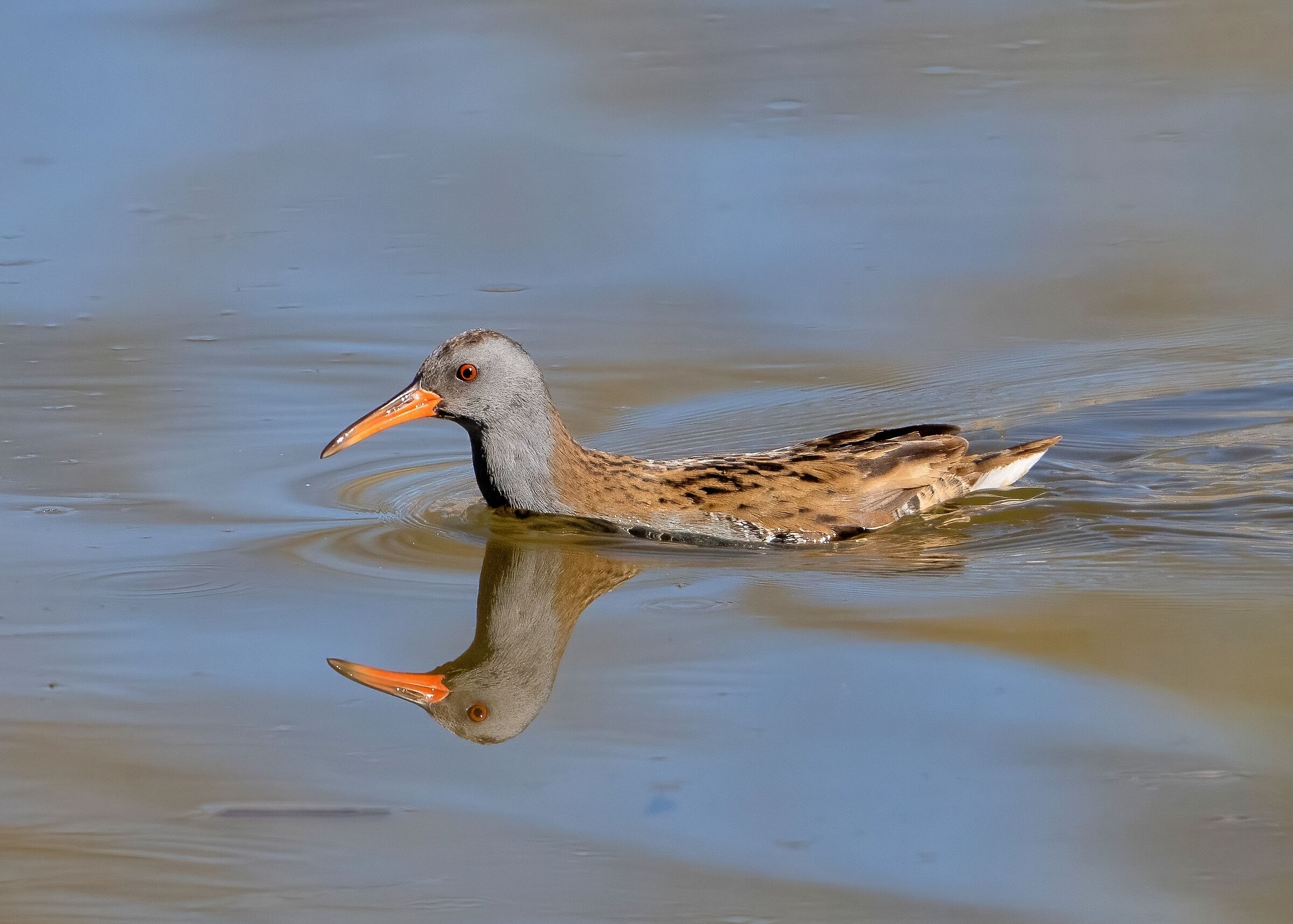 Porciglione (Rallus aquaticus)