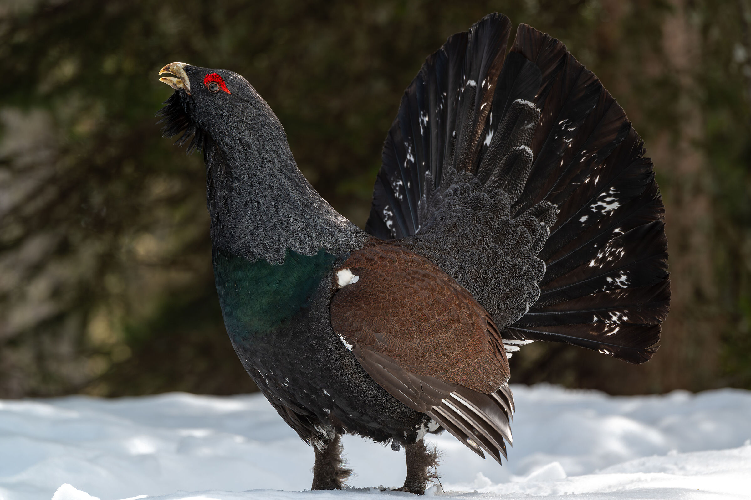 Il ritorno del cedrone nelle Dolomiti.