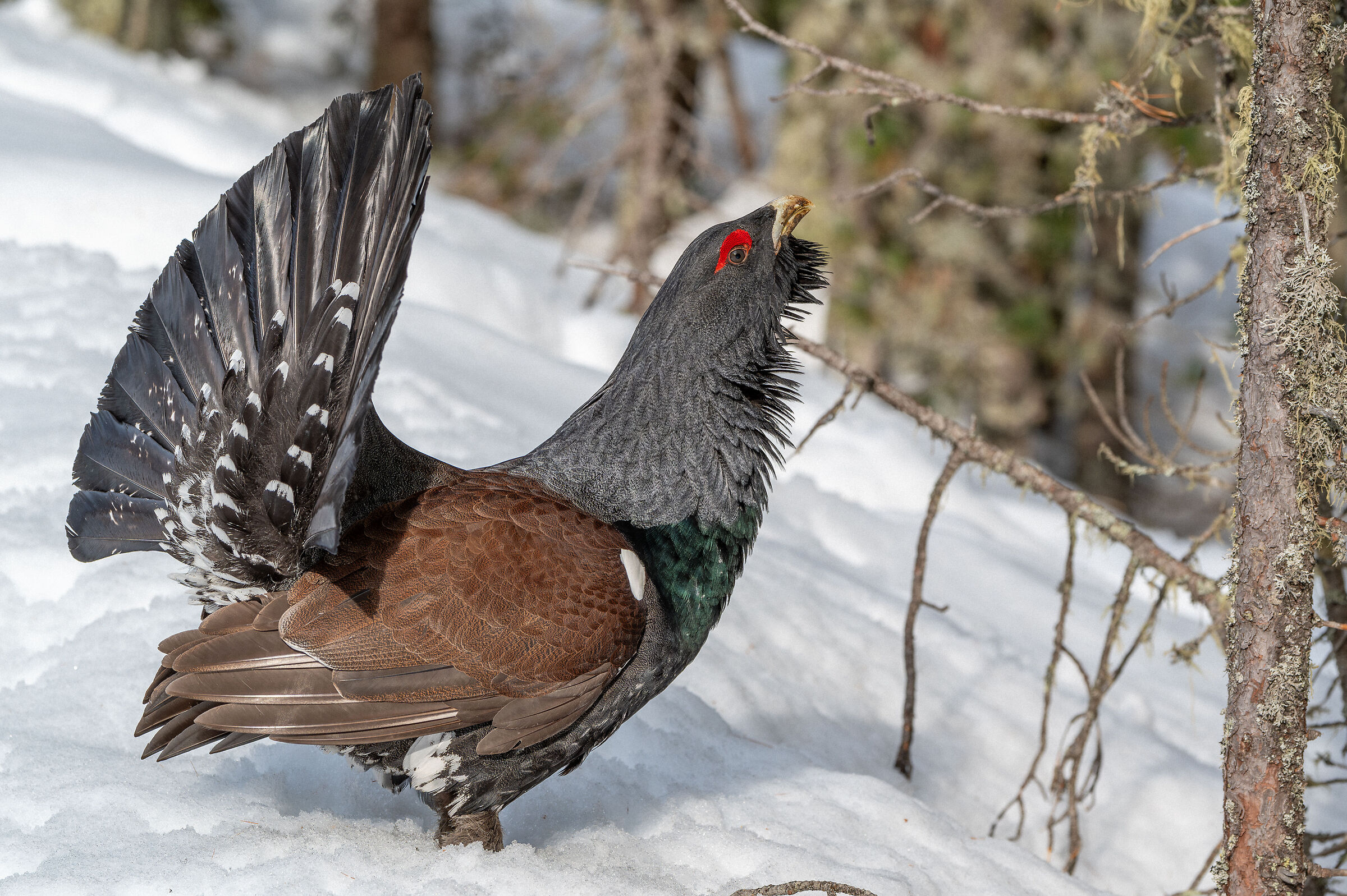Il ritorno del cedrone nelle Dolomiti.