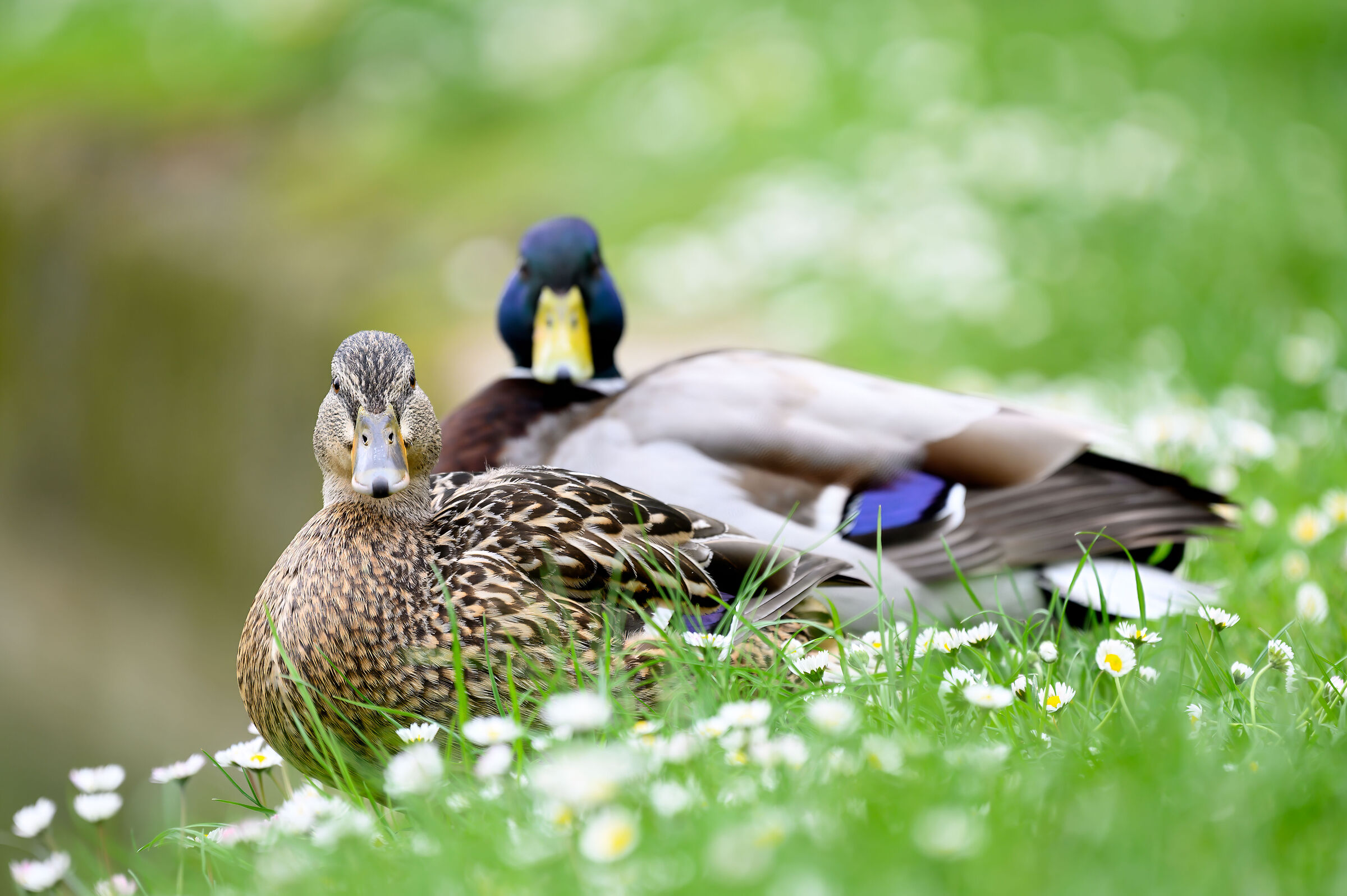 Germani Reali maschio e femmina