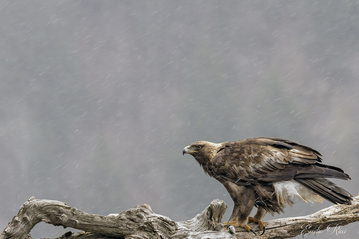 Aquila reale Alpi Italiane
