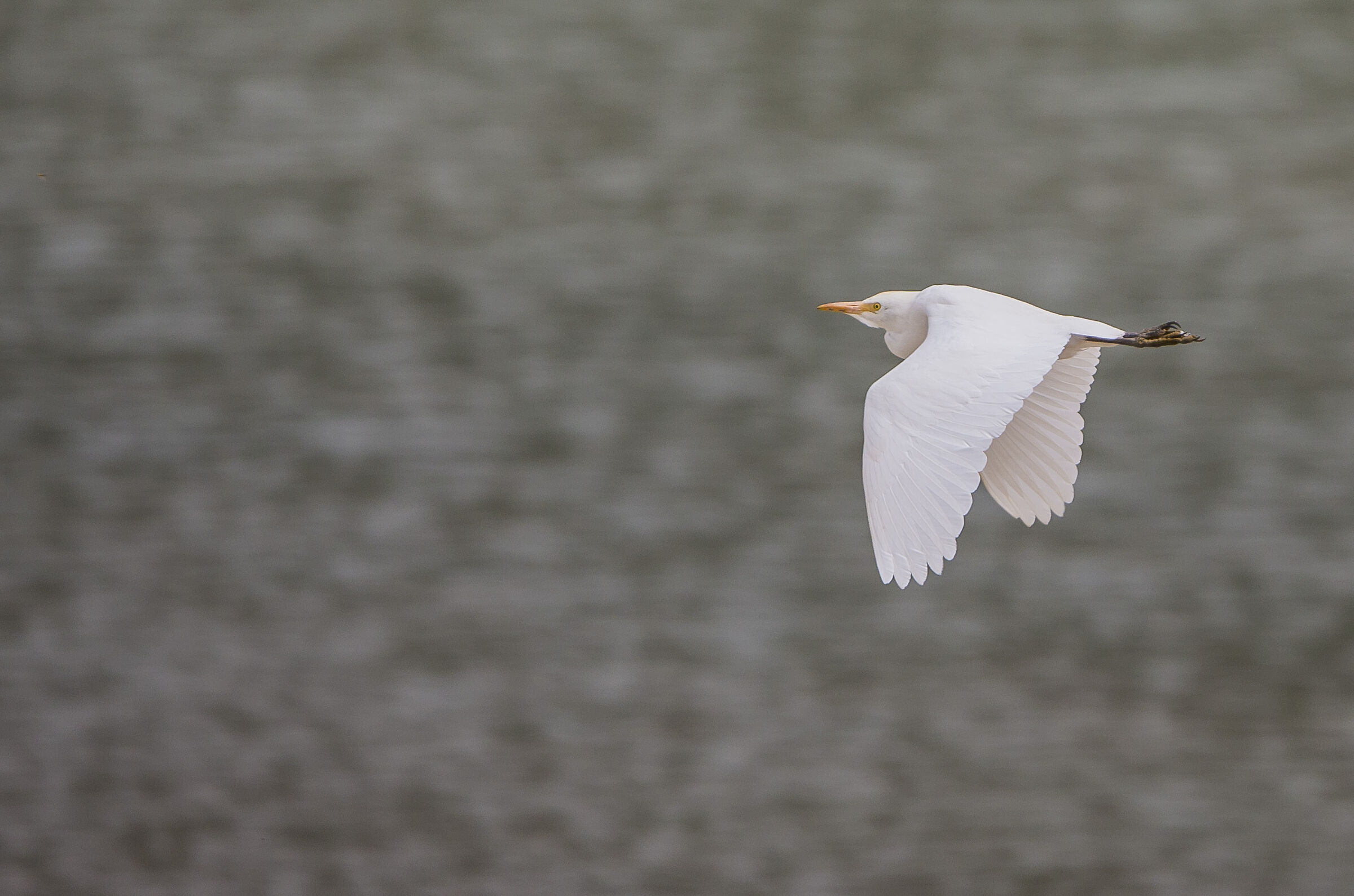airone guardabuoi in volo