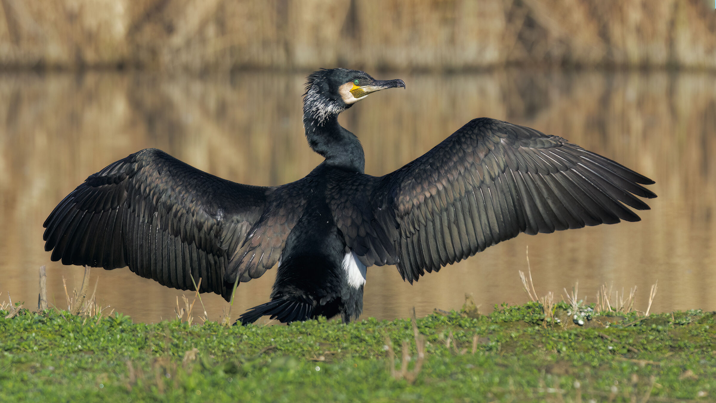 Cormorant in the sun