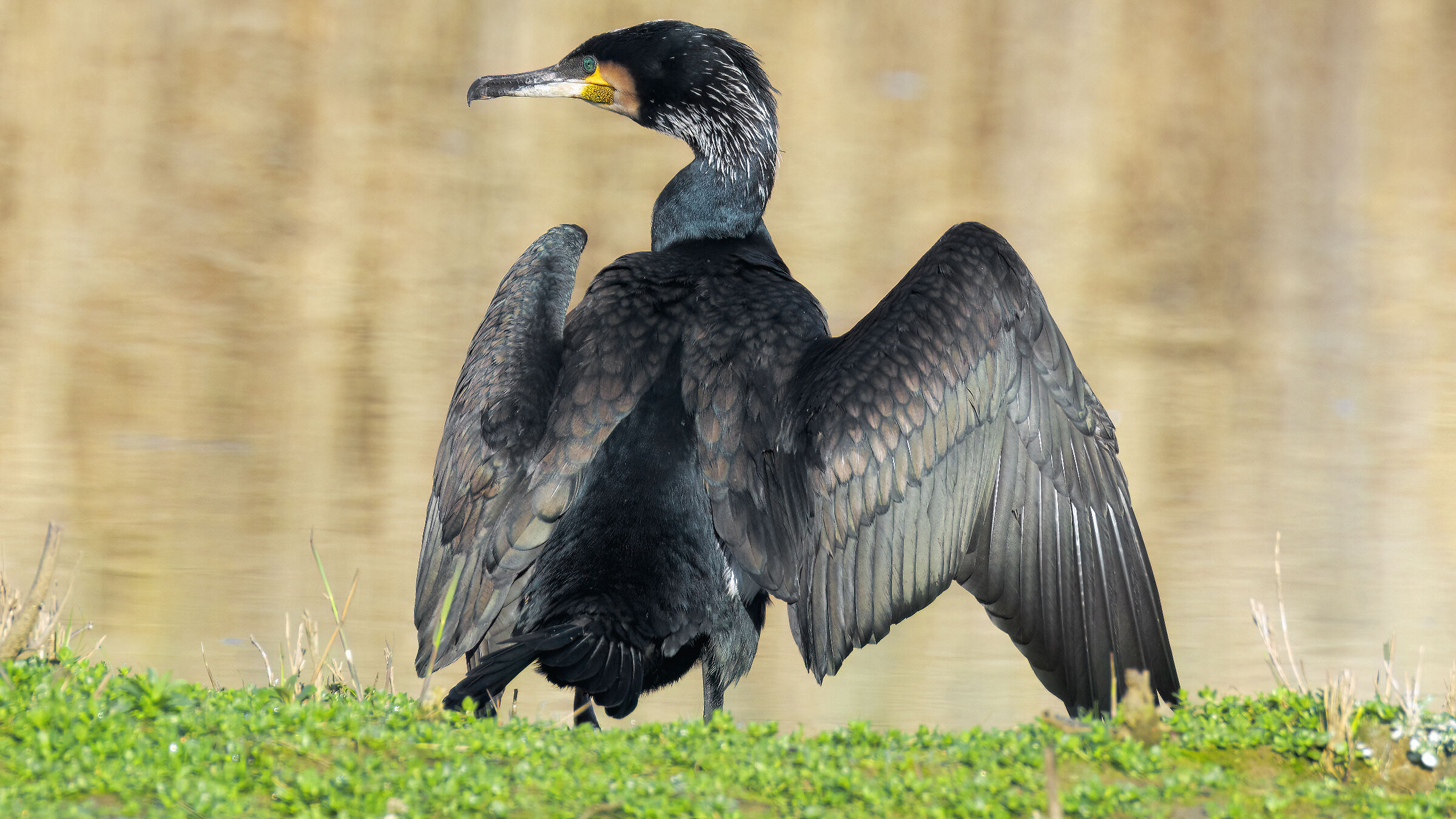 Cormorant*