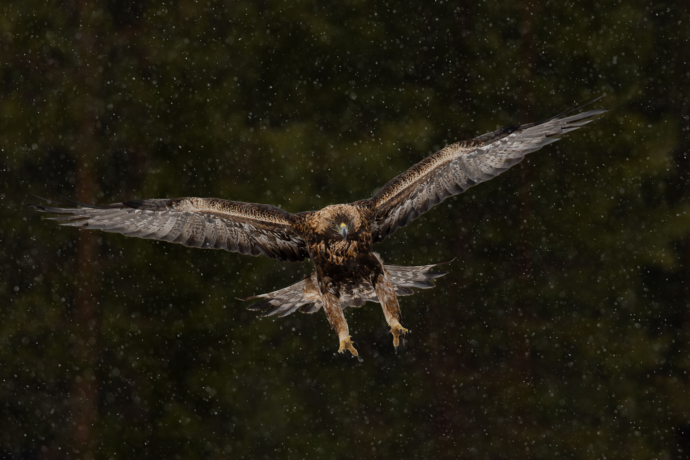 Golden eagle in the snow storm