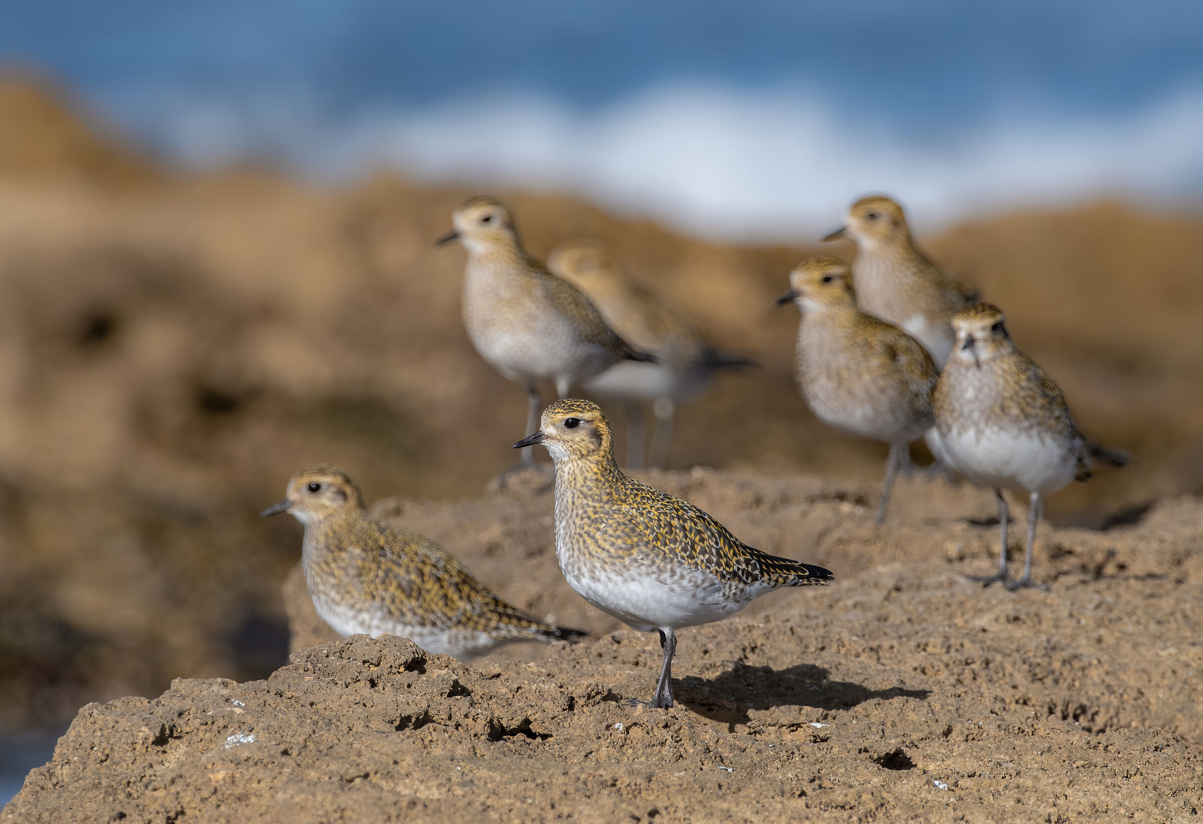 Golden Plover