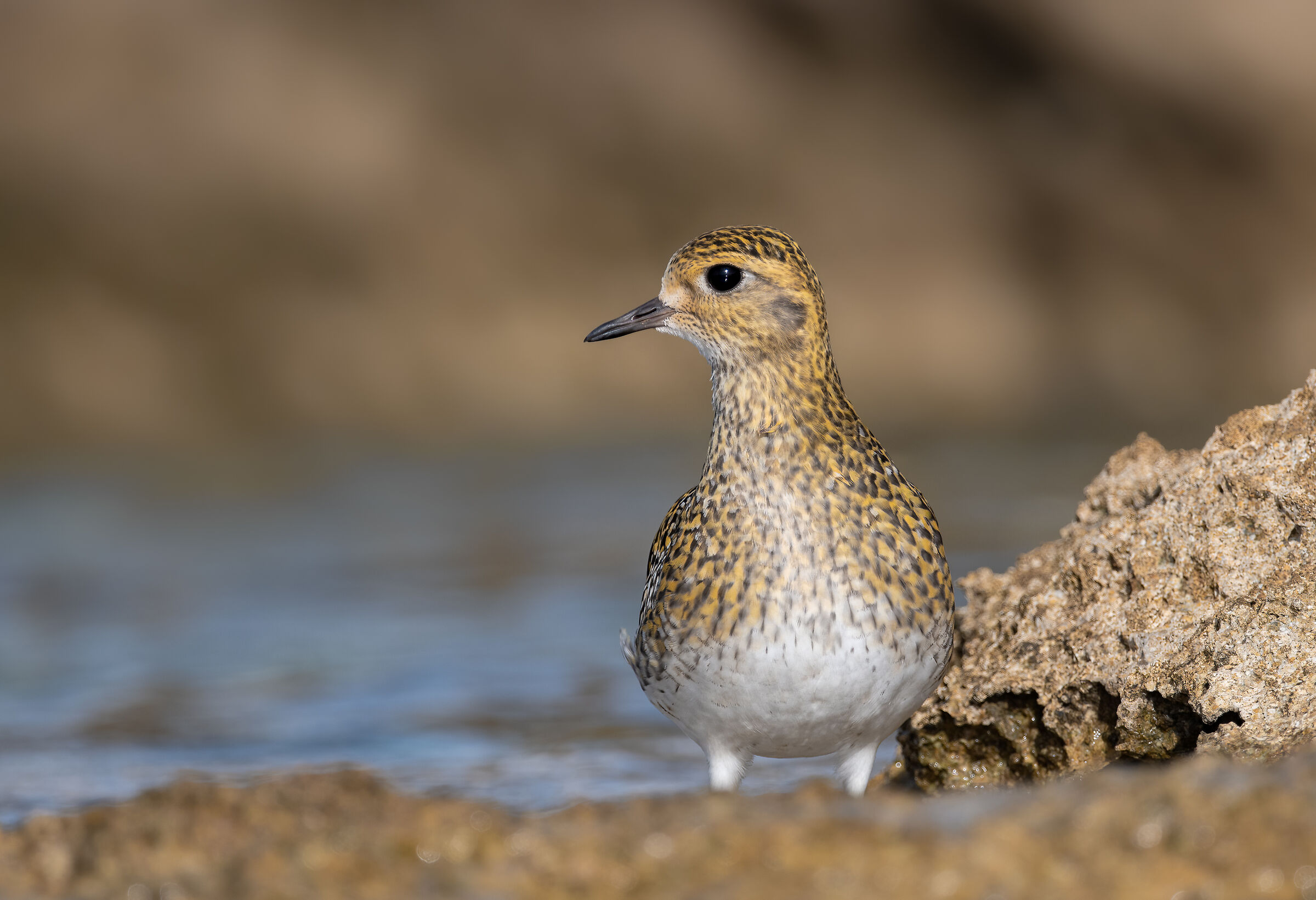 Golden Plover