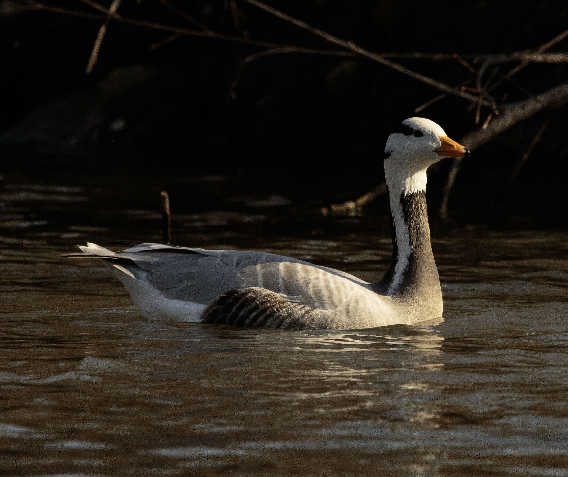 Oca Indiana Legnano MI 14/03/2024
