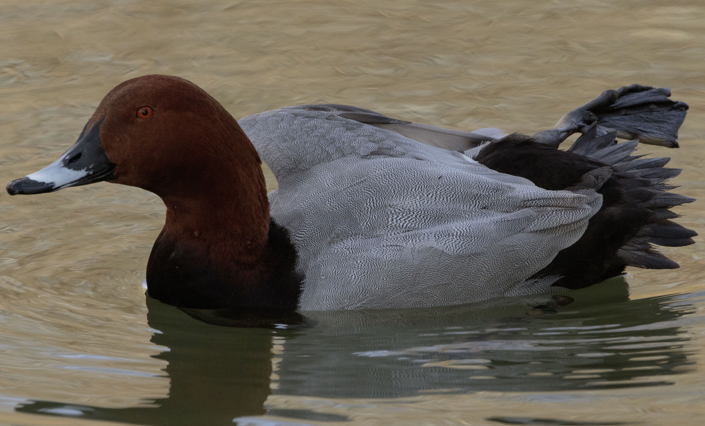 Male Pochard Legnano MI 14/03/2024