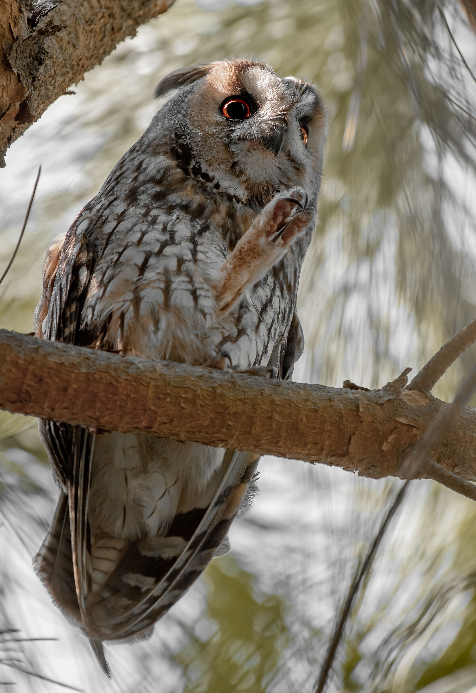 long-eared owl