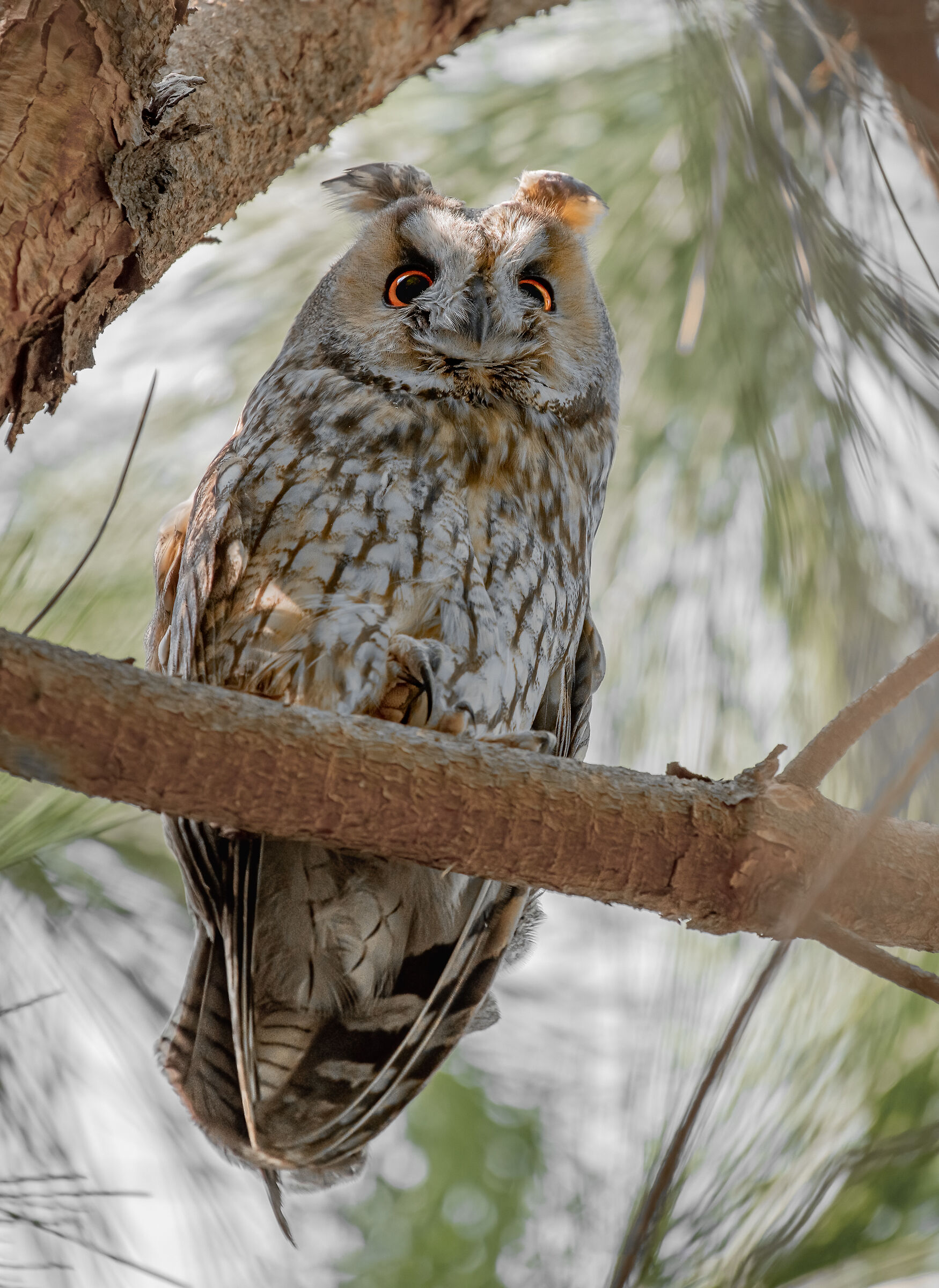 long-eared owl