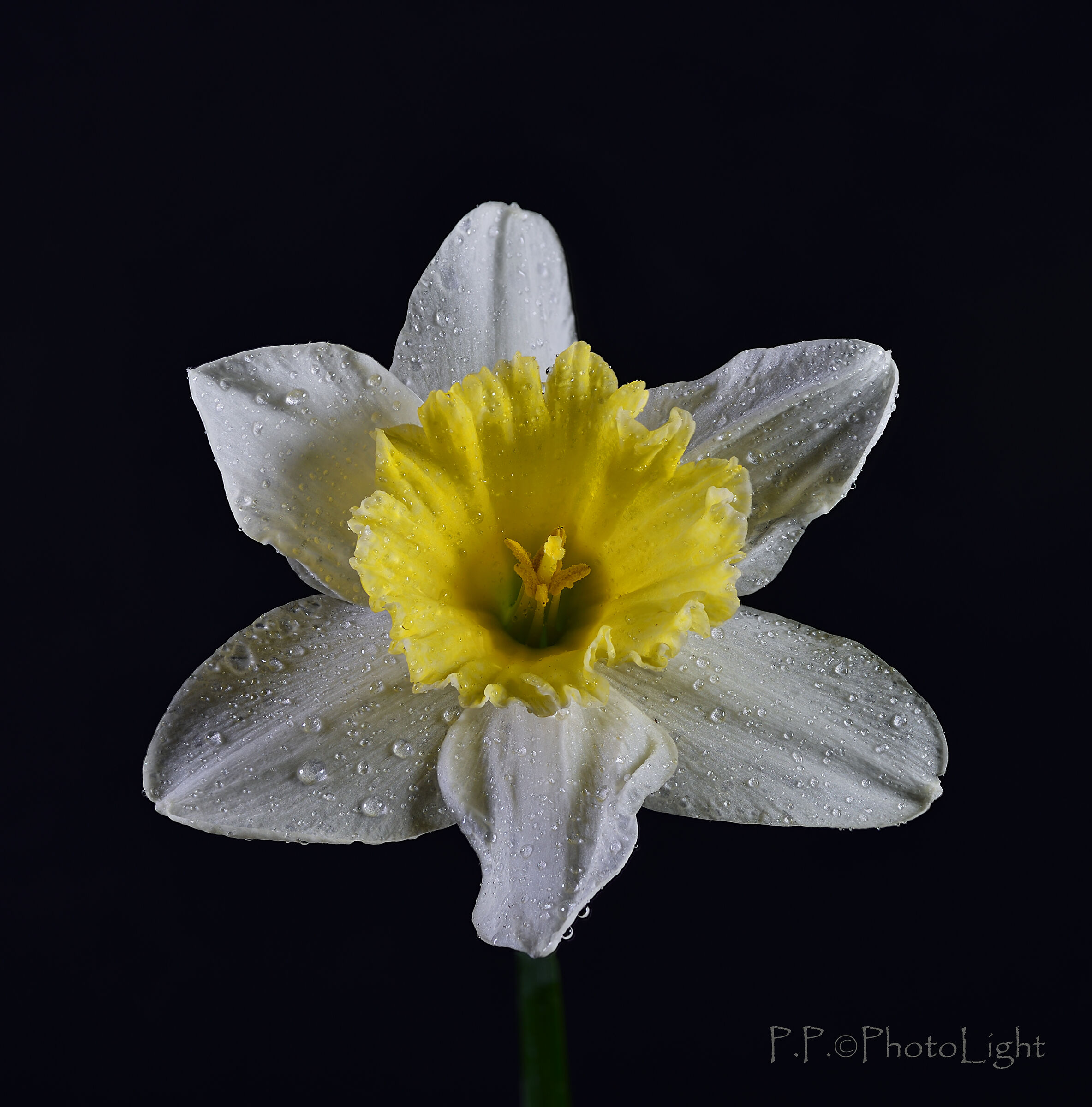 The daffodil