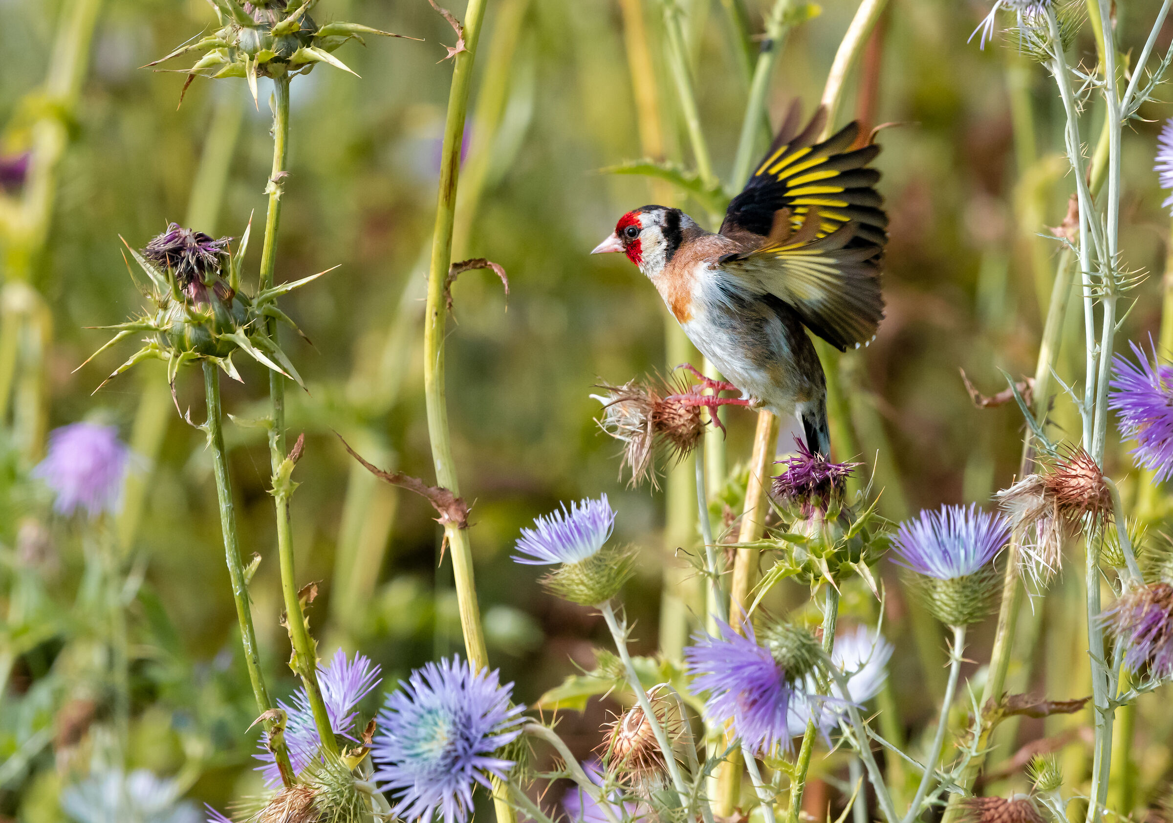 Goldfinch among thistles